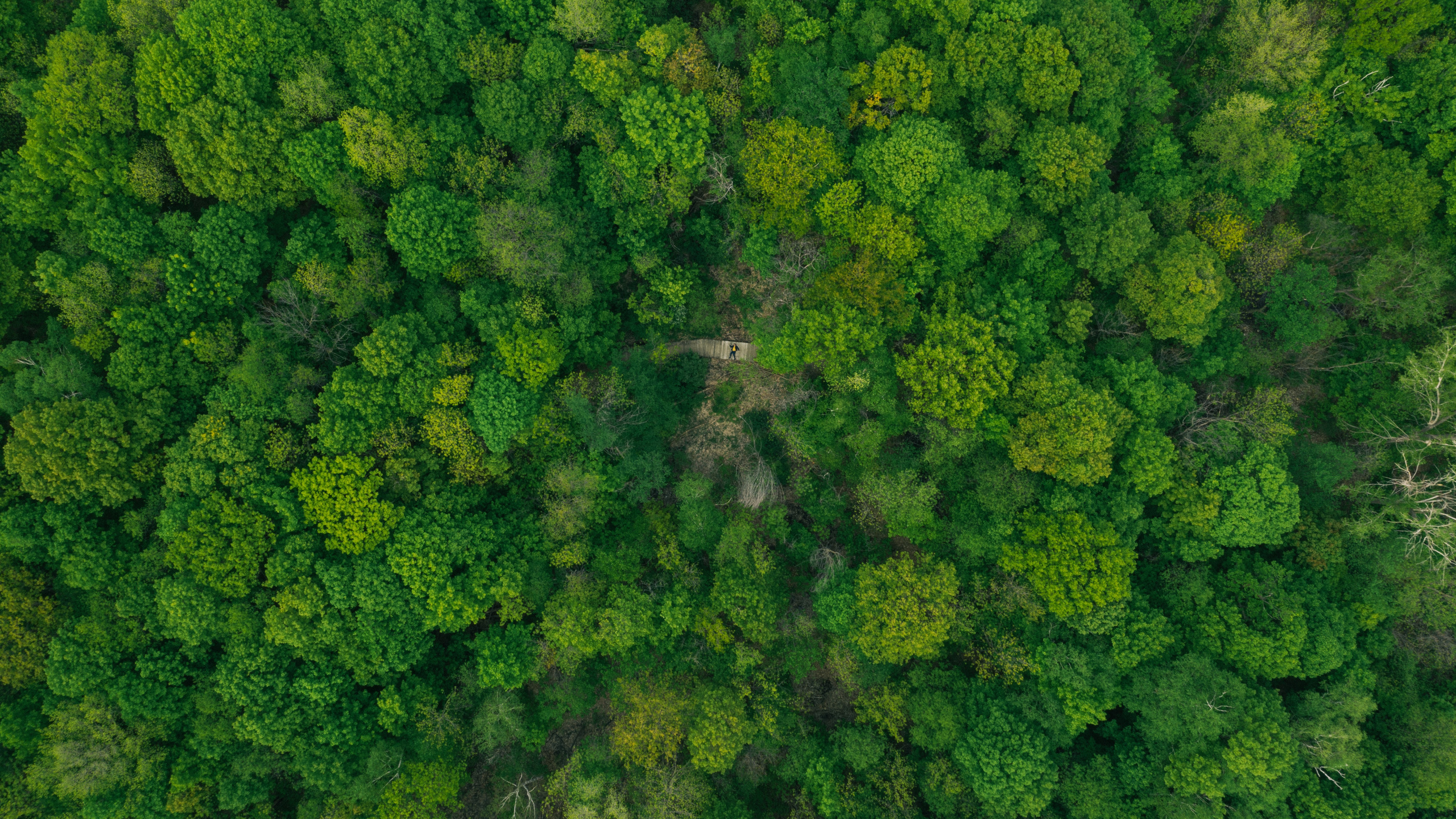 Обои растительное сообщество, цветок, капуста, брокколи, крестоцветные овощи в разрешении 2560x1440