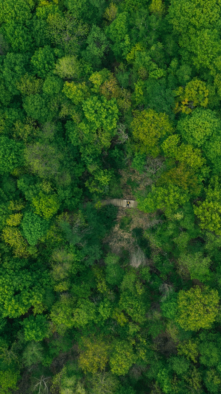 Обои растительное сообщество, цветок, капуста, брокколи, крестоцветные овощи в разрешении 720x1280