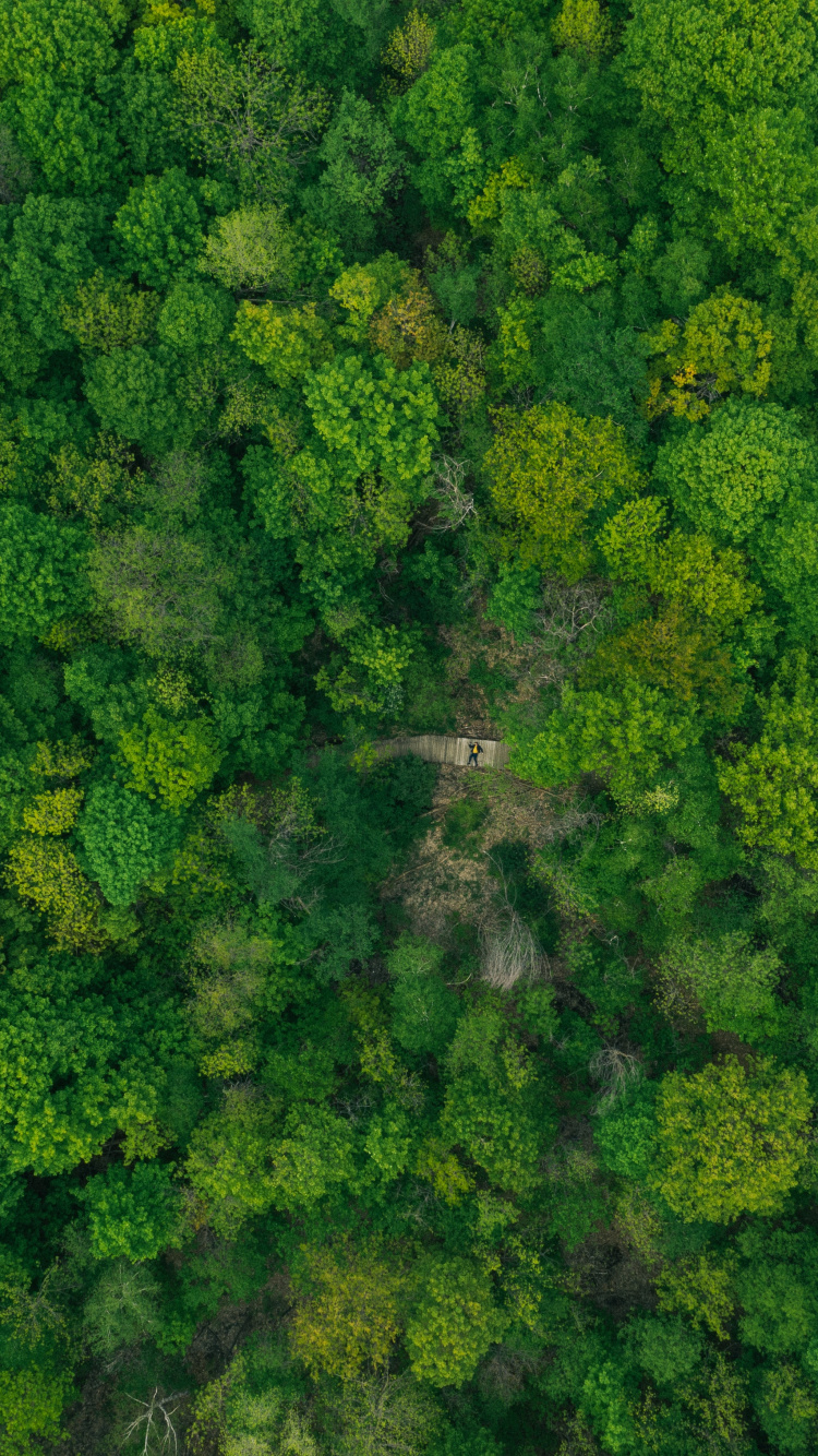 Обои растительное сообщество, цветок, капуста, брокколи, крестоцветные овощи в разрешении 750x1334