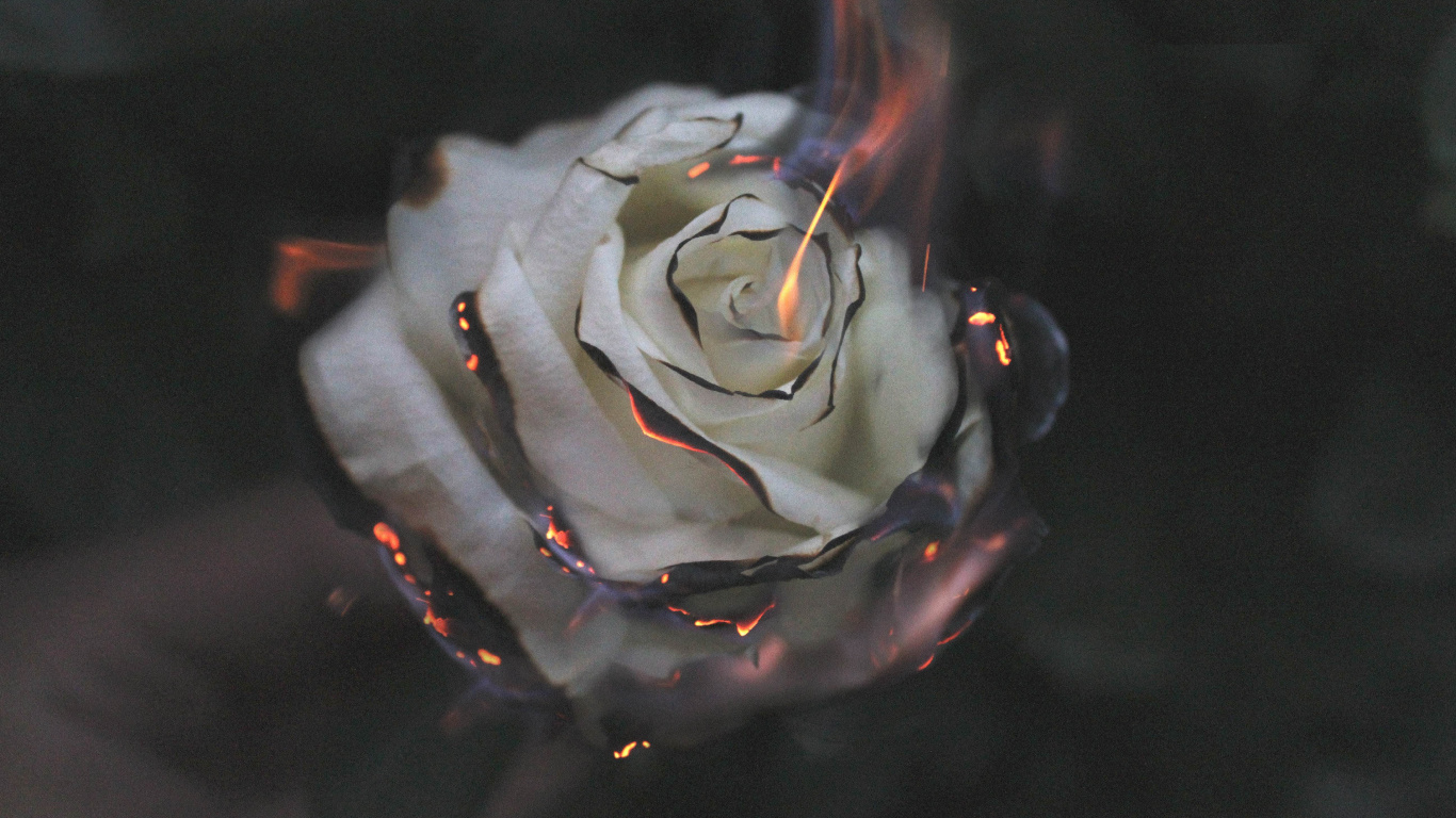 Обои горящая Роза, Роза, вода, цветок, растение в разрешении 1366x768