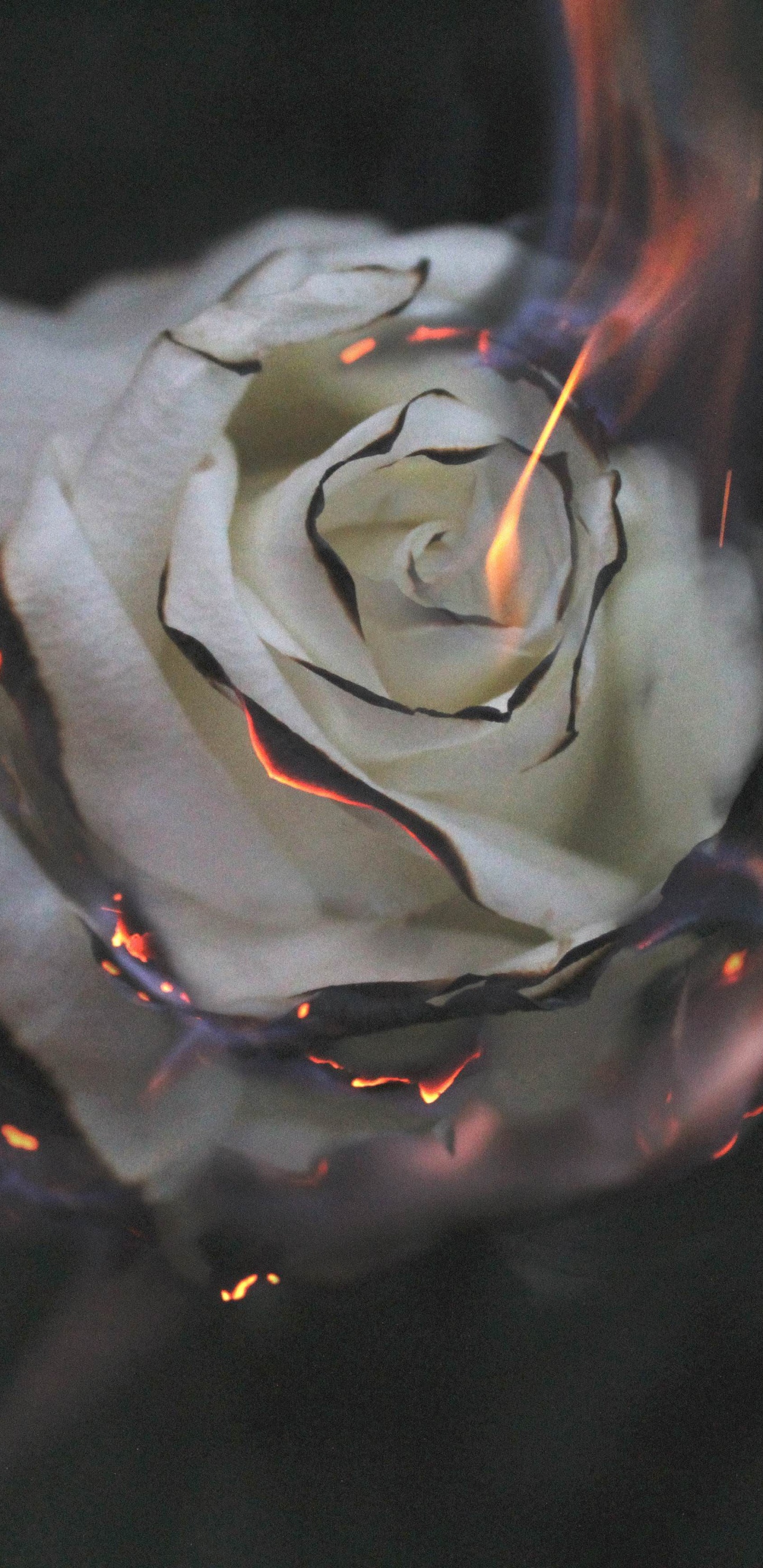 Обои горящая Роза, Роза, вода, цветок, растение в разрешении 1440x2960