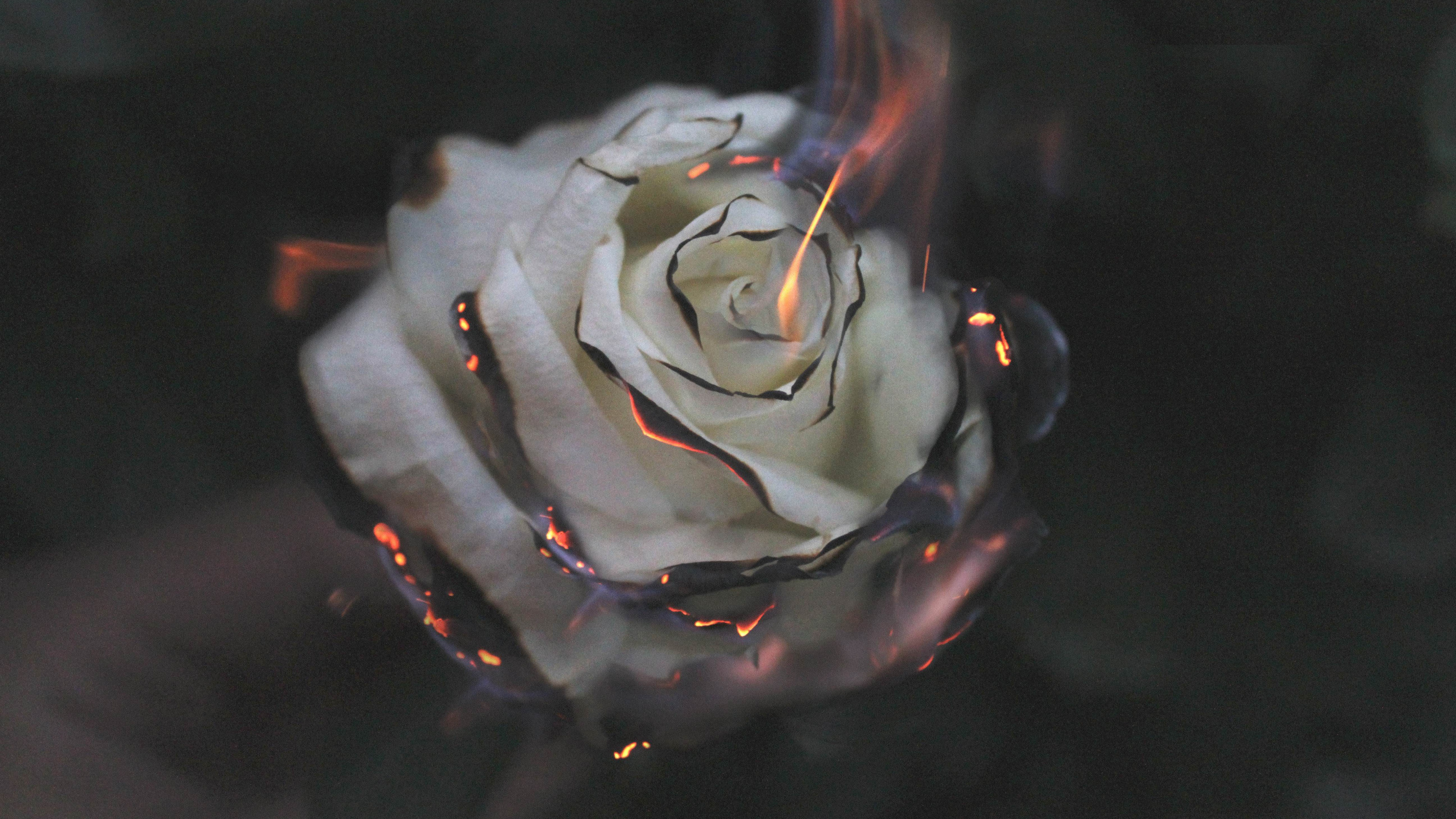 Обои горящая Роза, Роза, вода, цветок, растение в разрешении 2560x1440