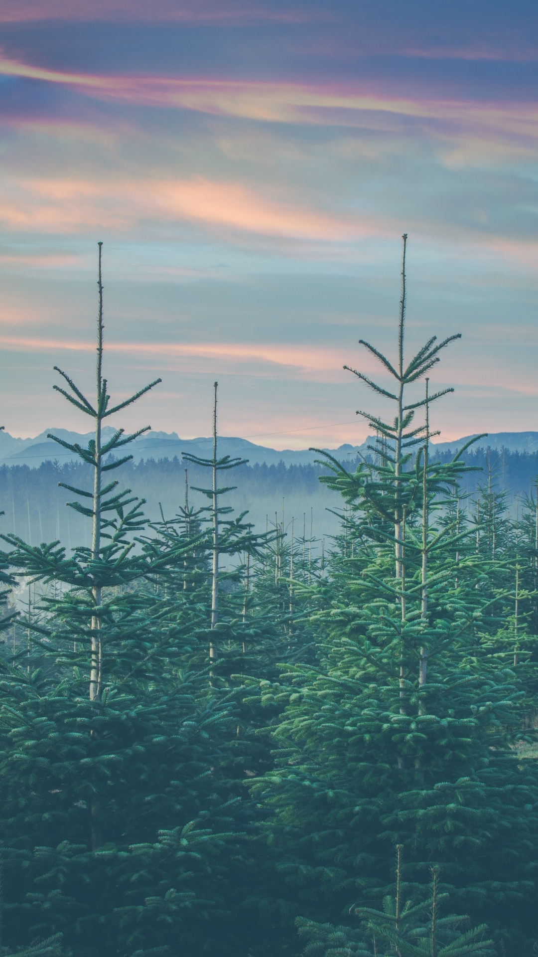 Обои пейзажи гор, семейства сосновых, дерево, хвойными лесами, елово пихтовые леса в разрешении 1080x1920