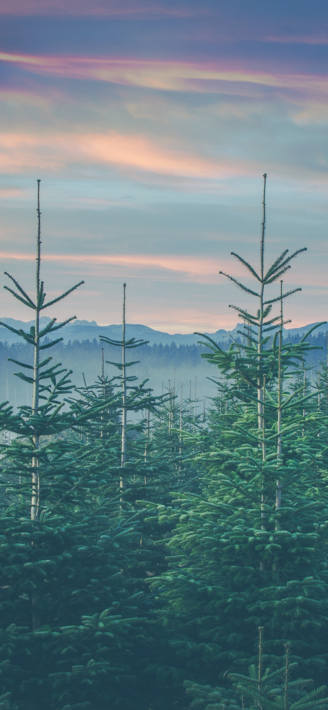 Обои пейзажи гор, семейства сосновых, дерево, хвойными лесами, елово пихтовые леса в разрешении 1125x2436