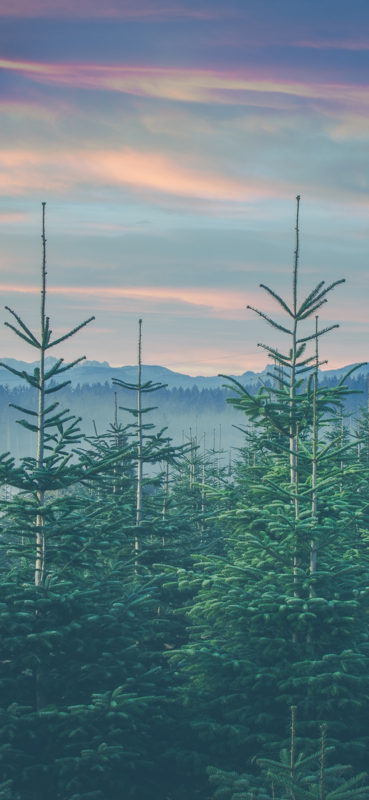 Обои пейзажи гор, семейства сосновых, дерево, хвойными лесами, елово пихтовые леса в разрешении 1242x2688