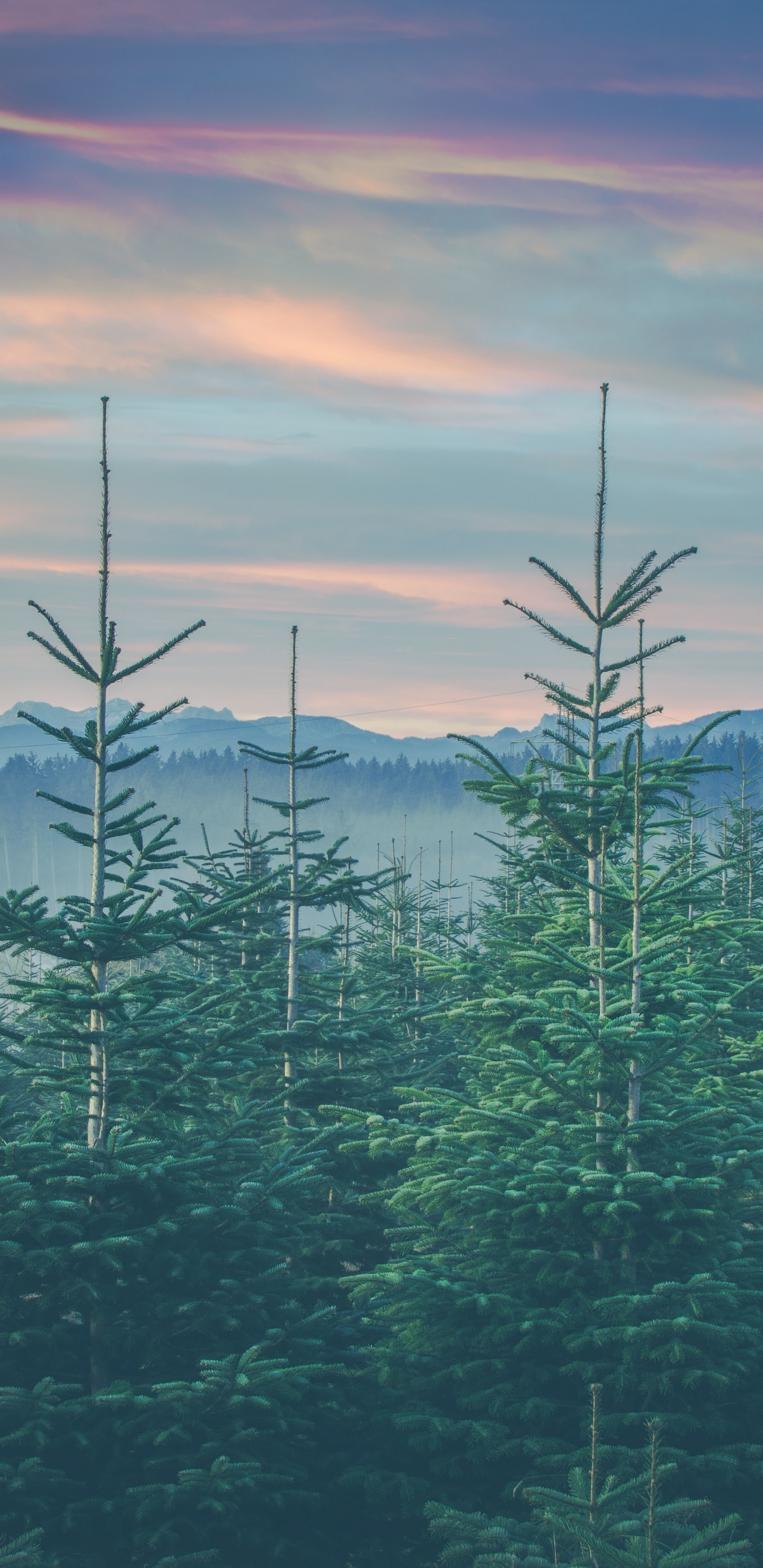 Обои пейзажи гор, семейства сосновых, дерево, хвойными лесами, елово пихтовые леса в разрешении 1440x2960