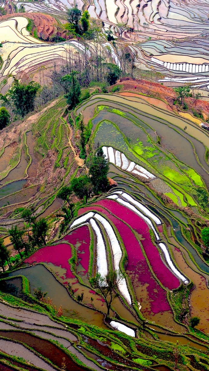 Обои терраса, рисовое поле, поле, пейзаж, дерево в разрешении 720x1280