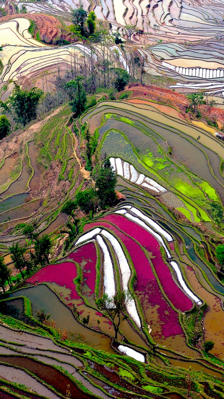 Обои терраса, рисовое поле, поле, пейзаж, дерево в разрешении 750x1334