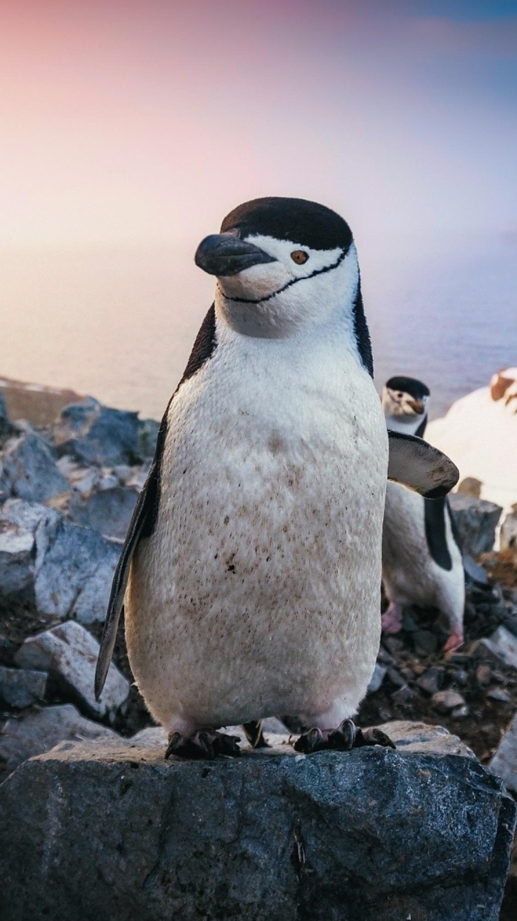 Обои пингвин, ios, птица, пингвин адли, клюв в разрешении 750x1334