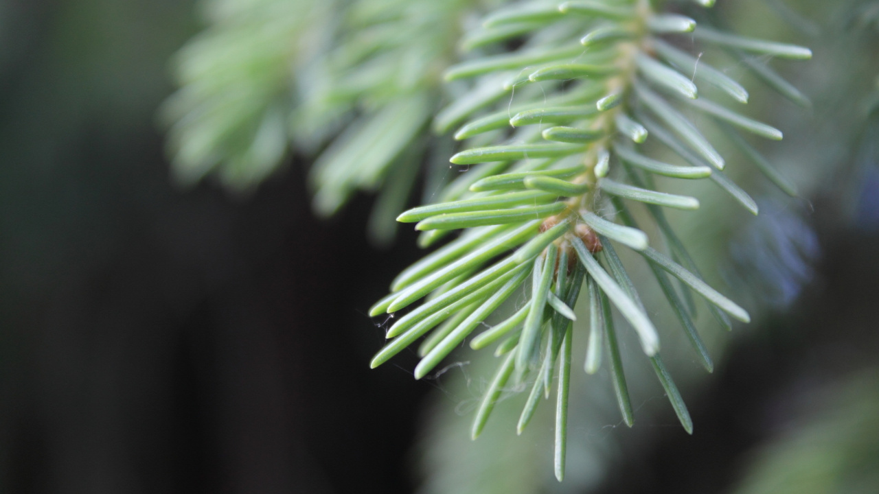 Обои ель, пихта, ветвь, дерево, Флора в разрешении 1280x720