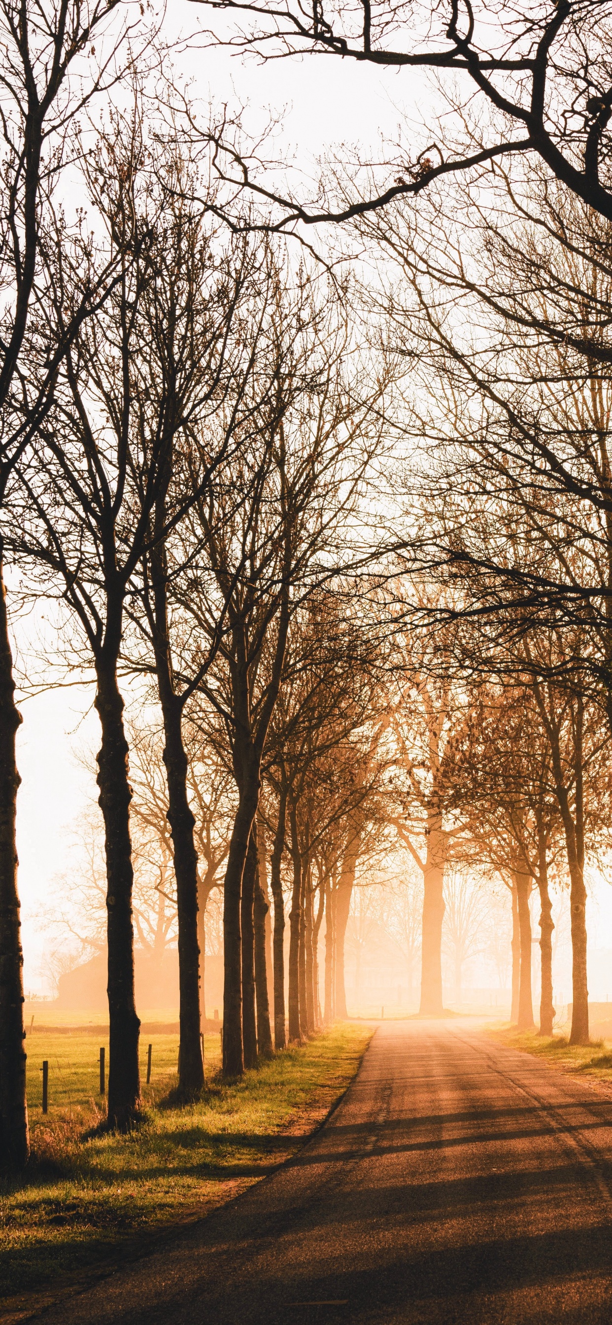 Обои природа, утро, лесистая местность, ветвь, свет в разрешении 1242x2688