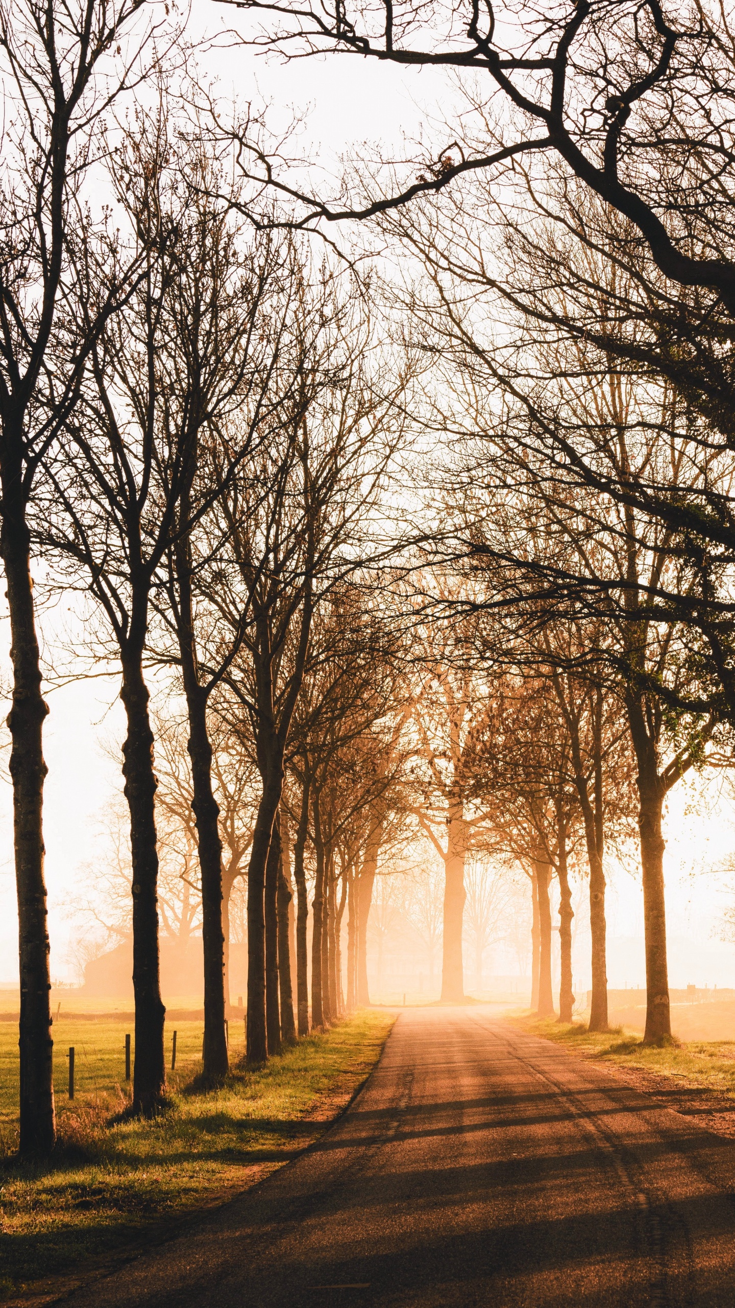 Обои природа, утро, лесистая местность, ветвь, свет в разрешении 1440x2560