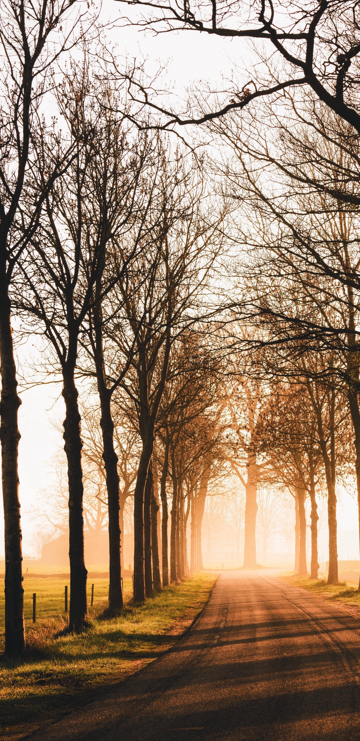 Обои природа, утро, лесистая местность, ветвь, свет в разрешении 1440x2960