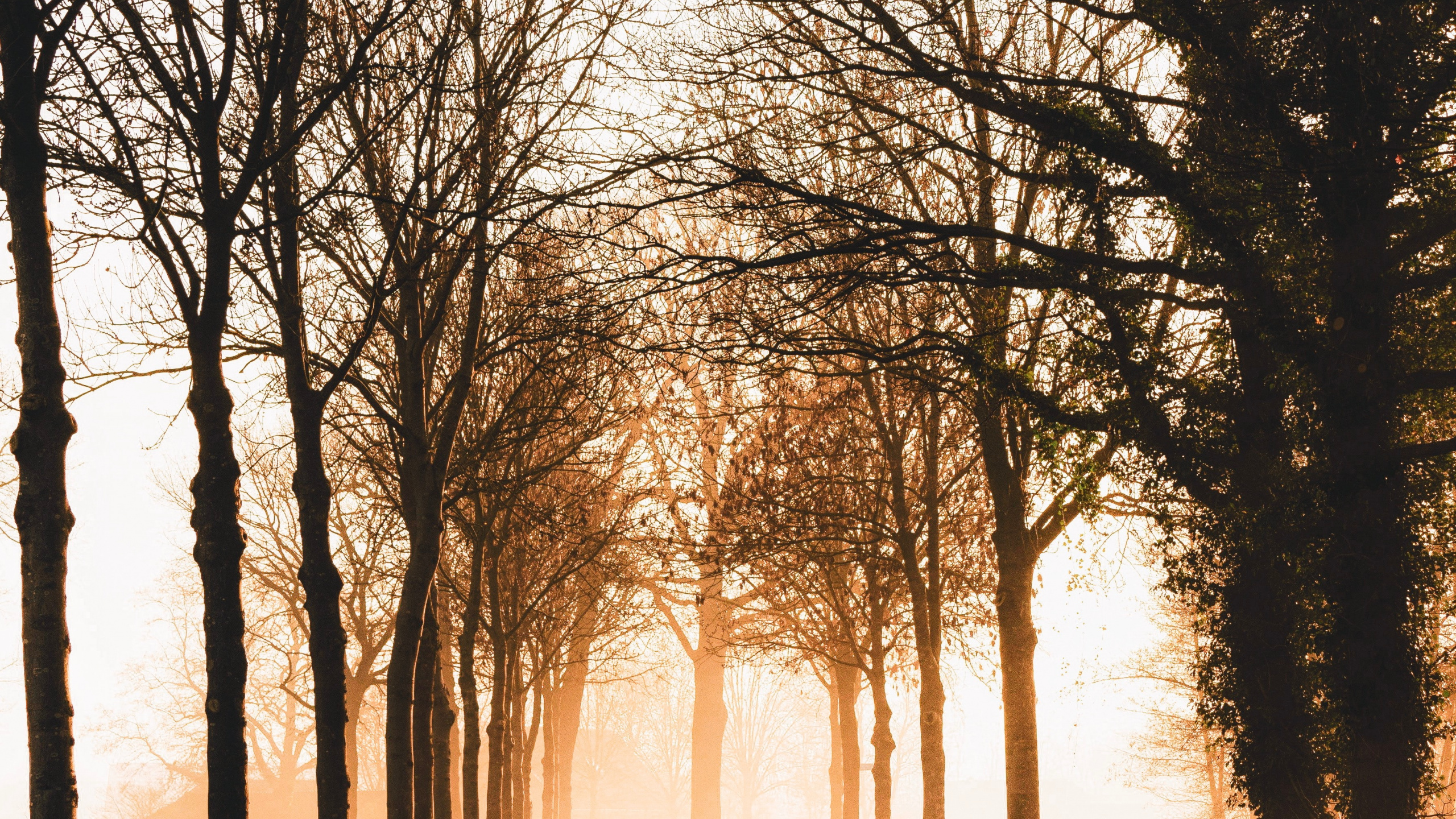 Обои природа, утро, лесистая местность, ветвь, свет в разрешении 2560x1440