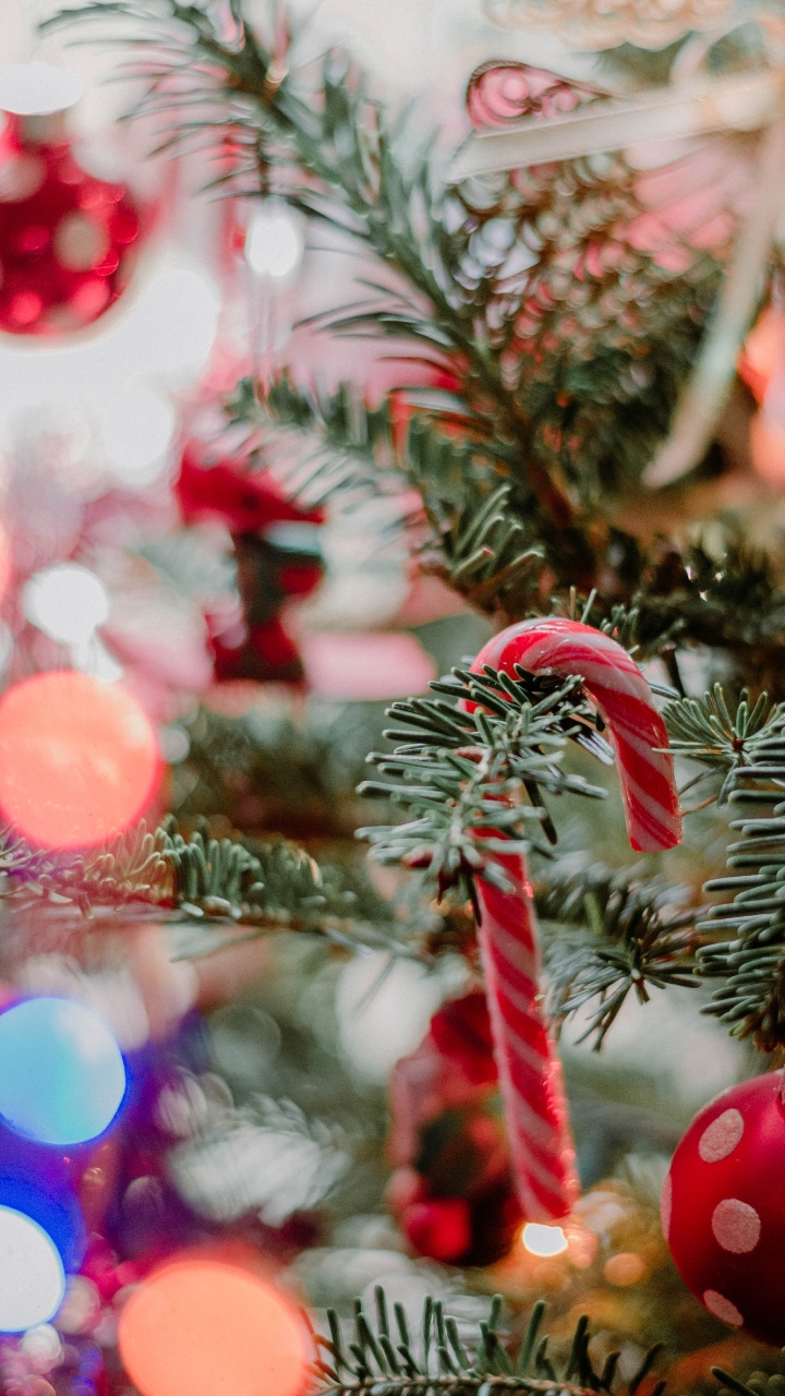 Обои Рождество, пихта, Рождество и курортный сезон, ветвь, древесные растения в разрешении 720x1280