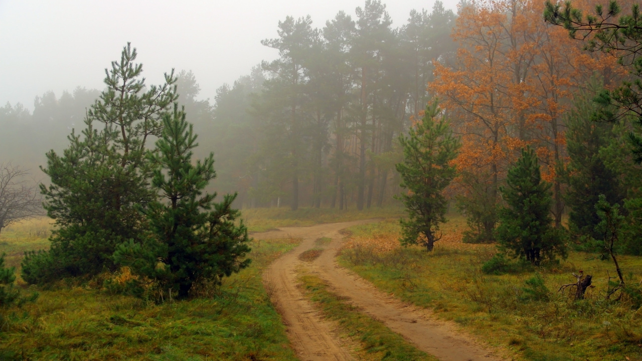 Обои пейзажная живопись, лес, дерево, утро, растительность в разрешении 1280x720