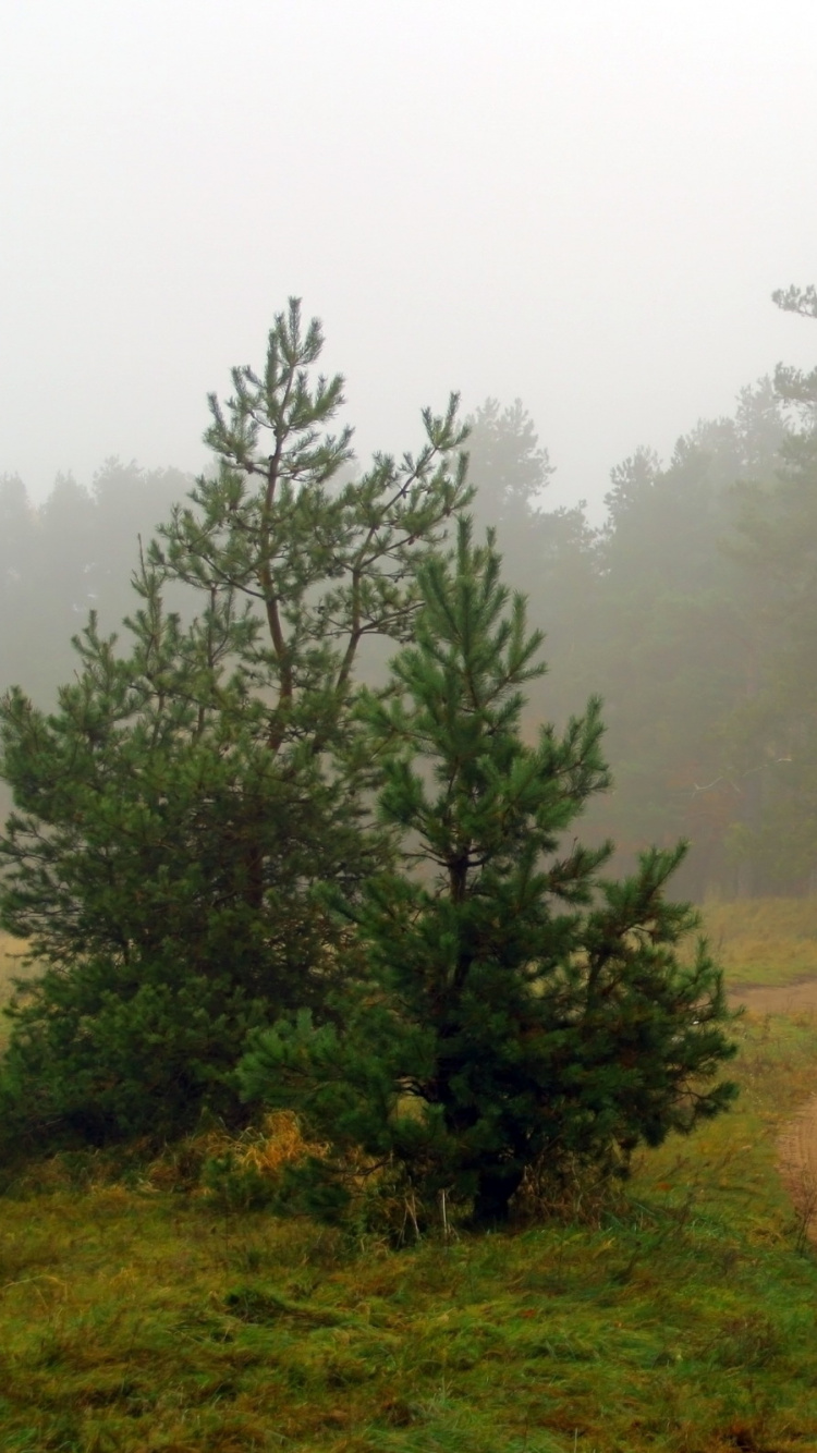Обои пейзажная живопись, лес, дерево, утро, растительность в разрешении 750x1334