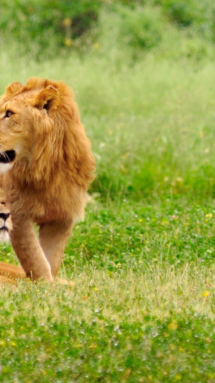 Обои Лев, наземные животные, масаи Лев, экосистема, экосистемы в разрешении 720x1280