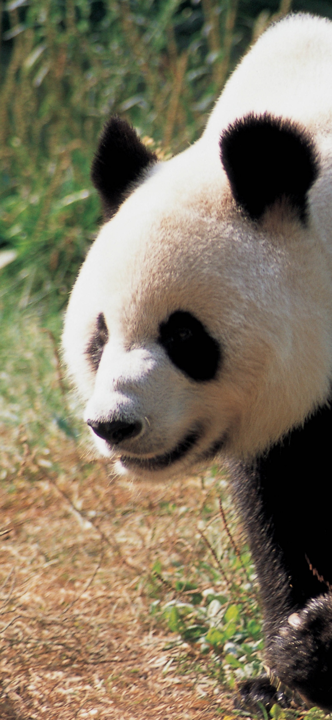 Обои гигантская панда, наземные животные, медведь, живая природа, морда в разрешении 1125x2436