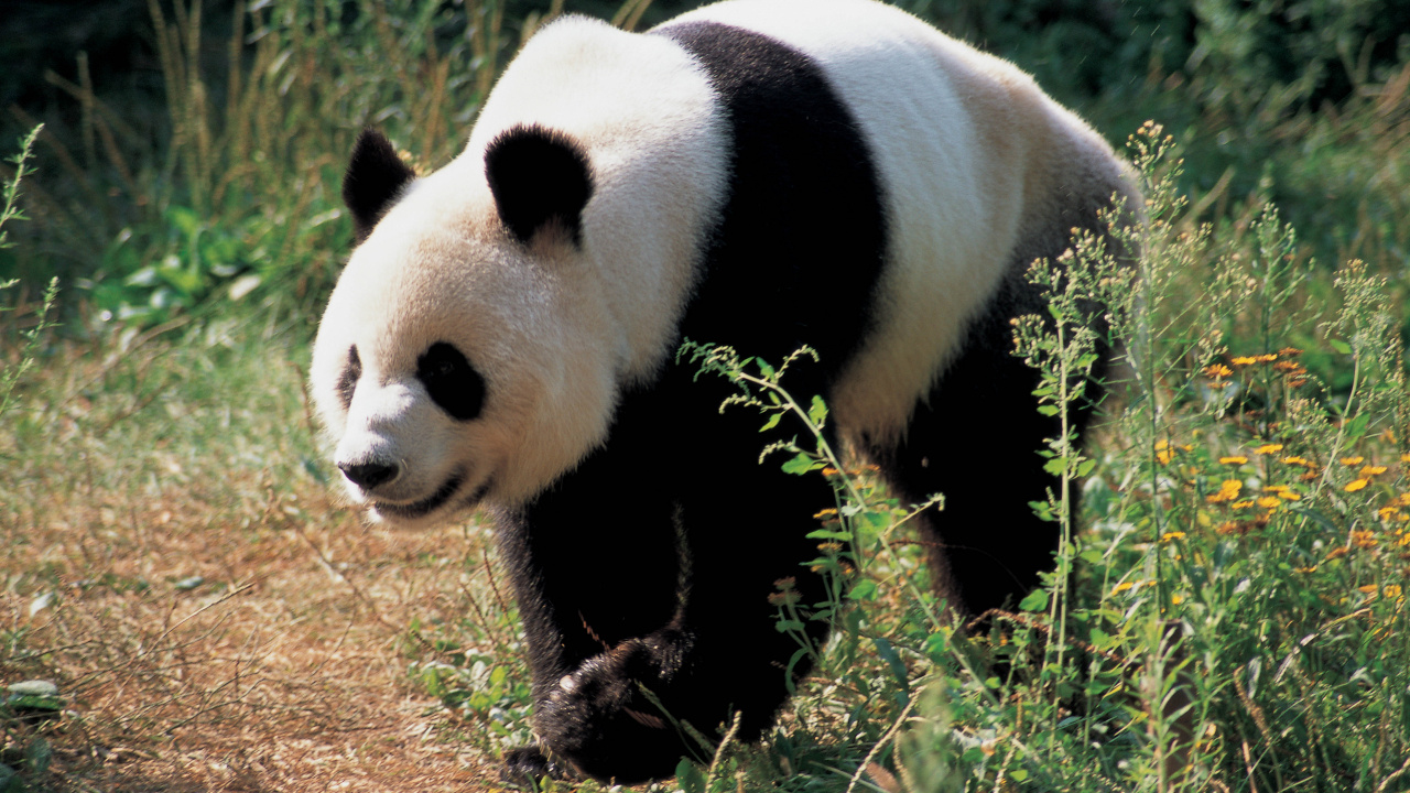 Обои гигантская панда, наземные животные, медведь, живая природа, морда в разрешении 1280x720