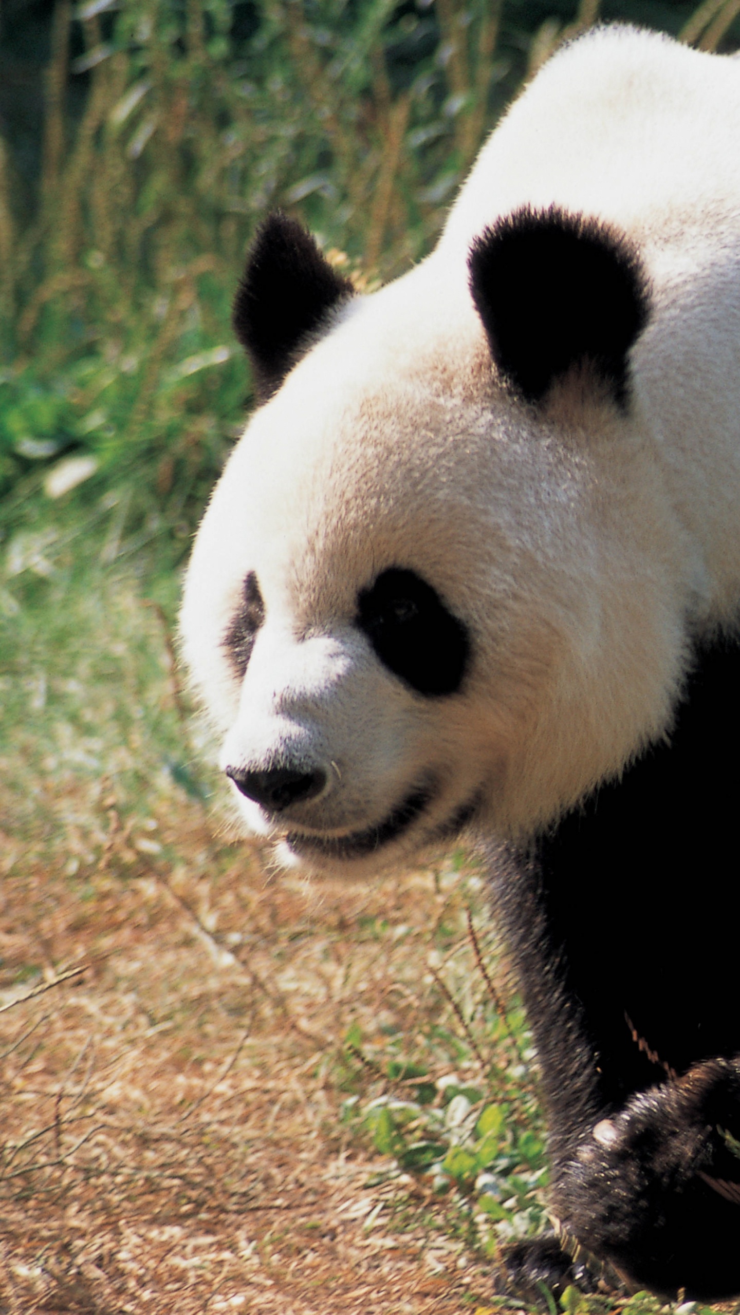 Обои гигантская панда, наземные животные, медведь, живая природа, морда в разрешении 1440x2560
