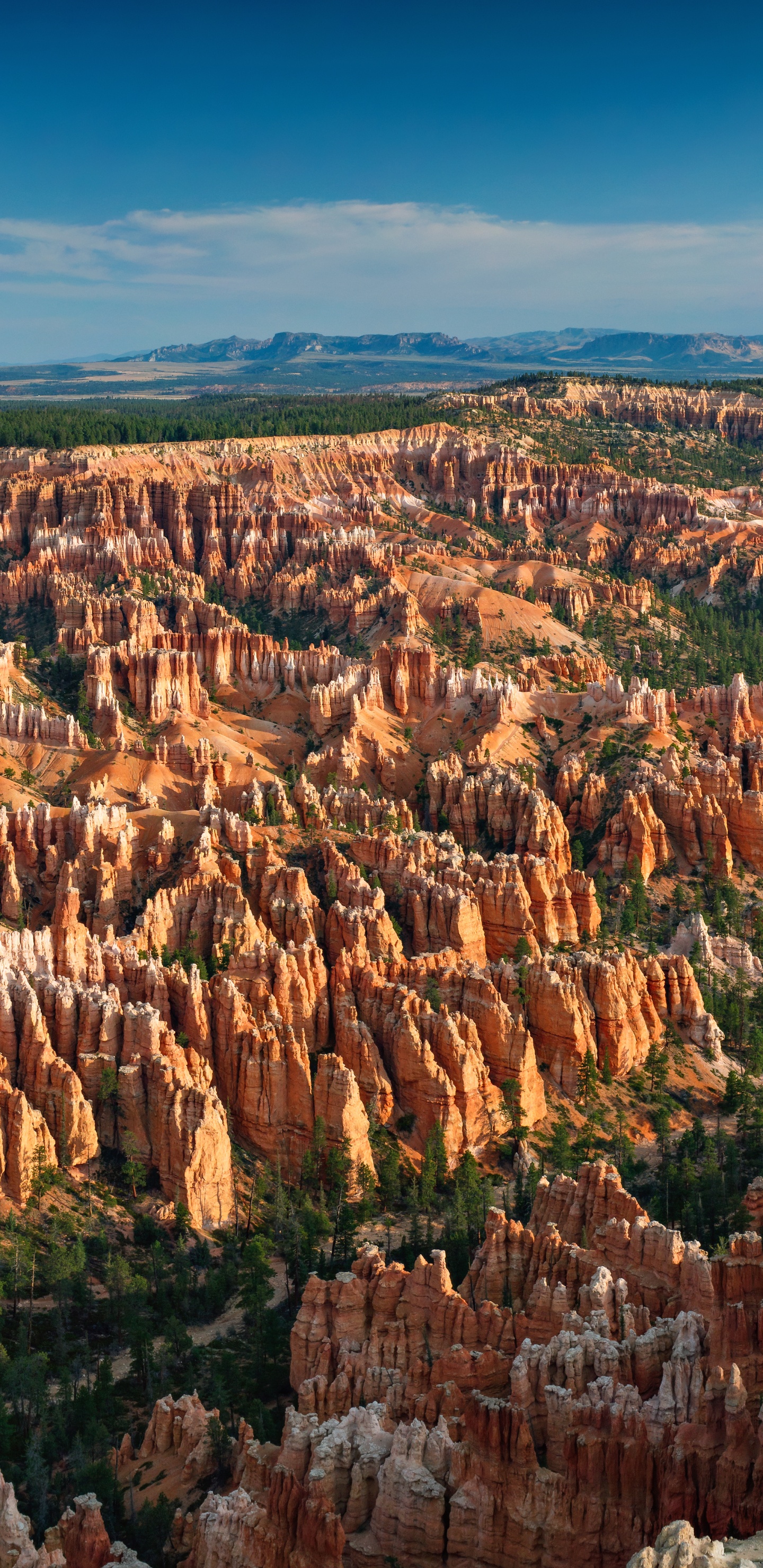 Обои национальный парк Брайсканьон, Брайс Пойнт, Брайс Пойнт Роуд, Город Брайс-Каньон, большой каньон в разрешении 1440x2960