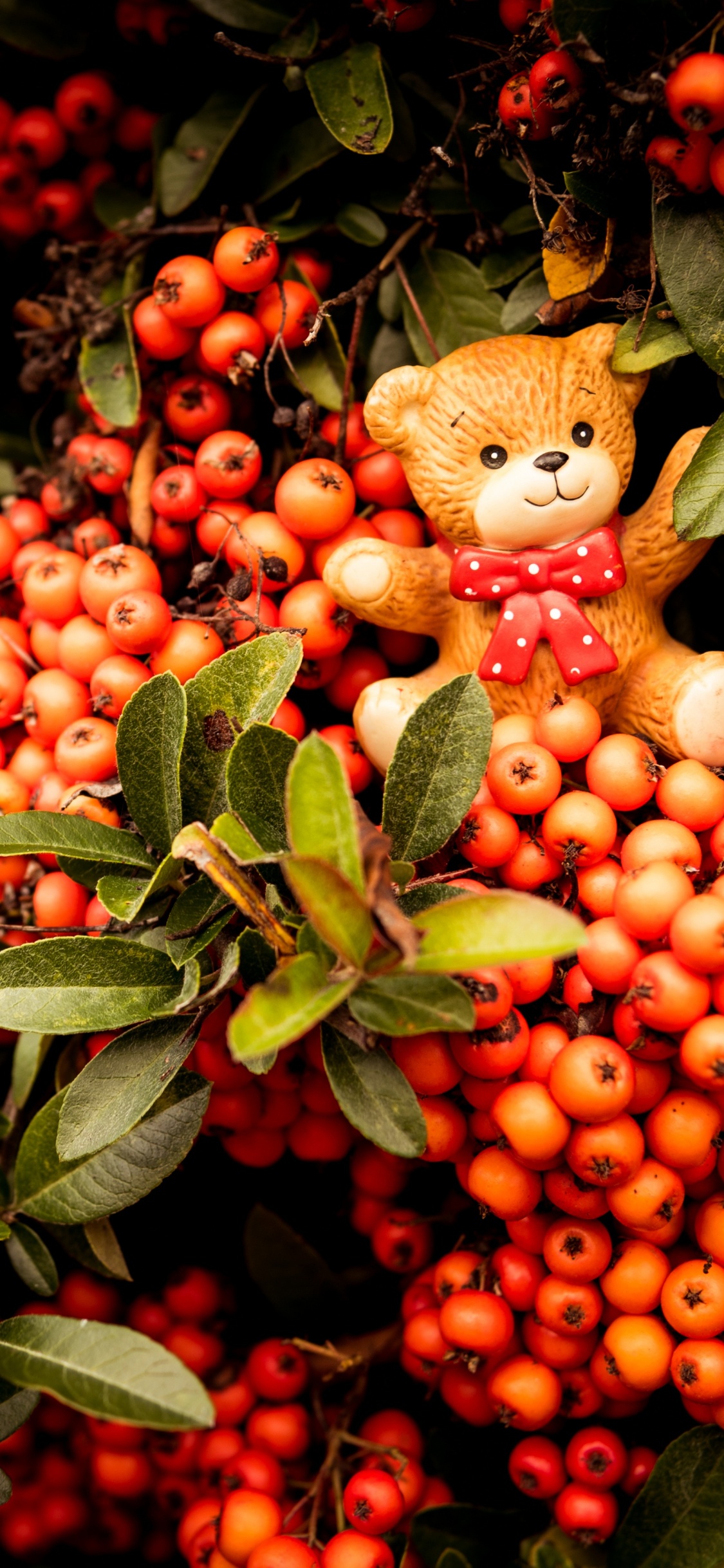 Обои рябина, растение, фрукты, цветок, Облепихи в разрешении 1125x2436