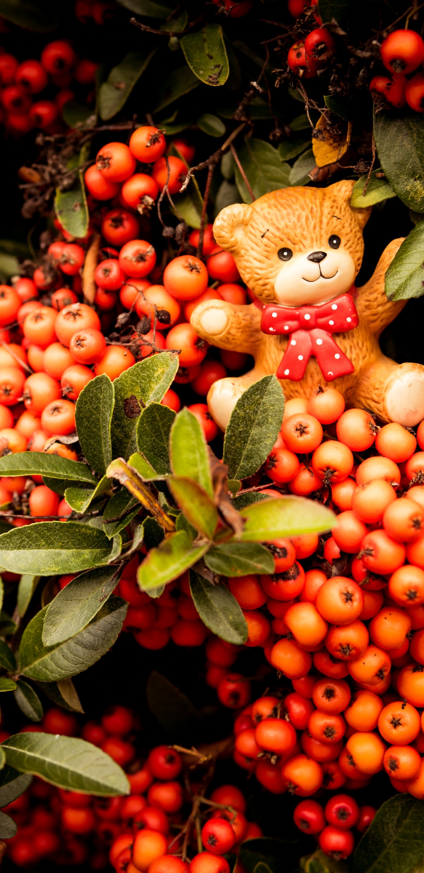 Обои рябина, растение, фрукты, цветок, Облепихи в разрешении 1440x2960