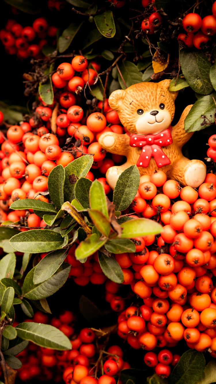 Обои рябина, растение, фрукты, цветок, Облепихи в разрешении 750x1334