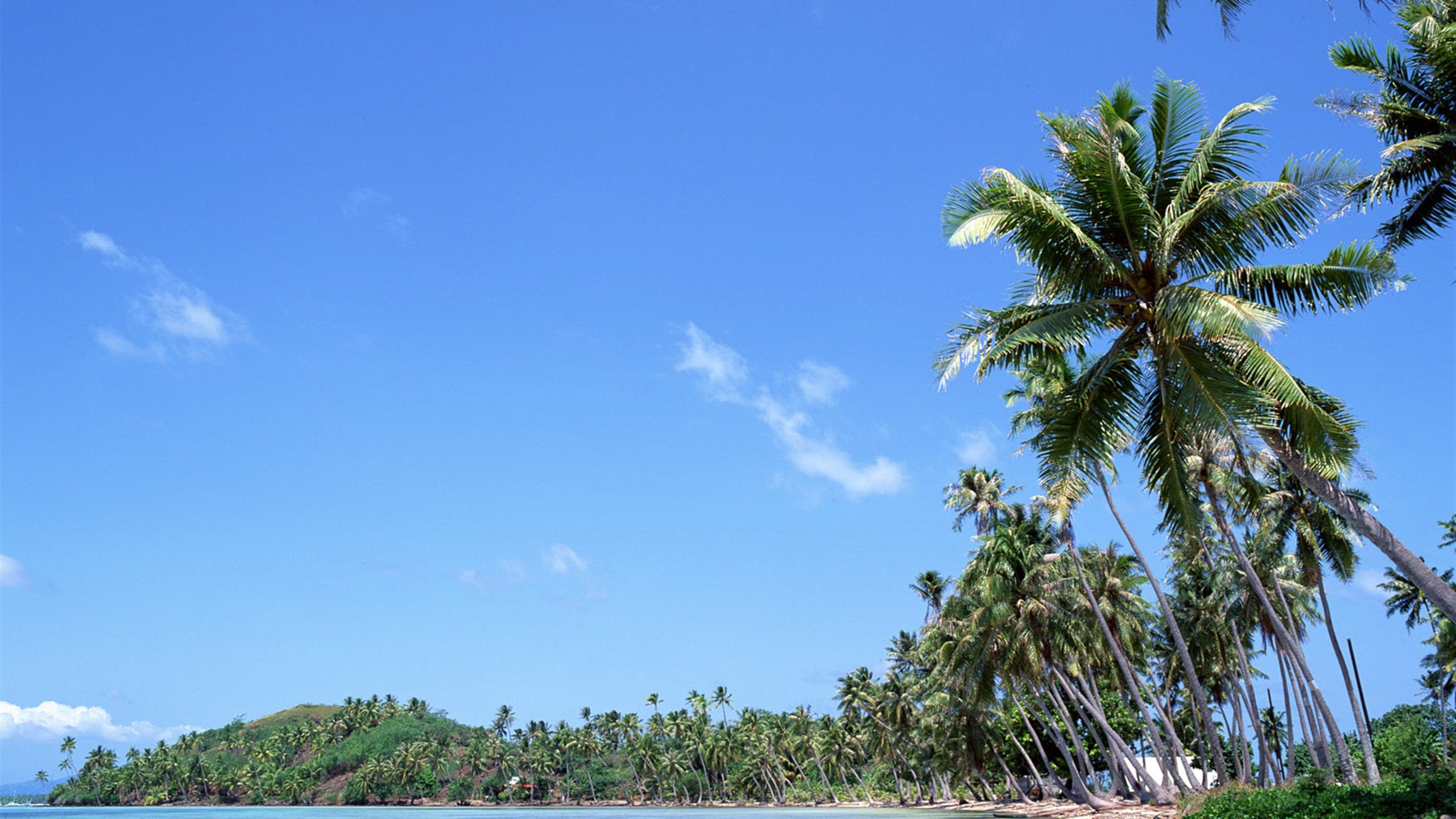 Обои дерево, растительность, Пальма, дневное время, тропическая зона в разрешении 2560x1440