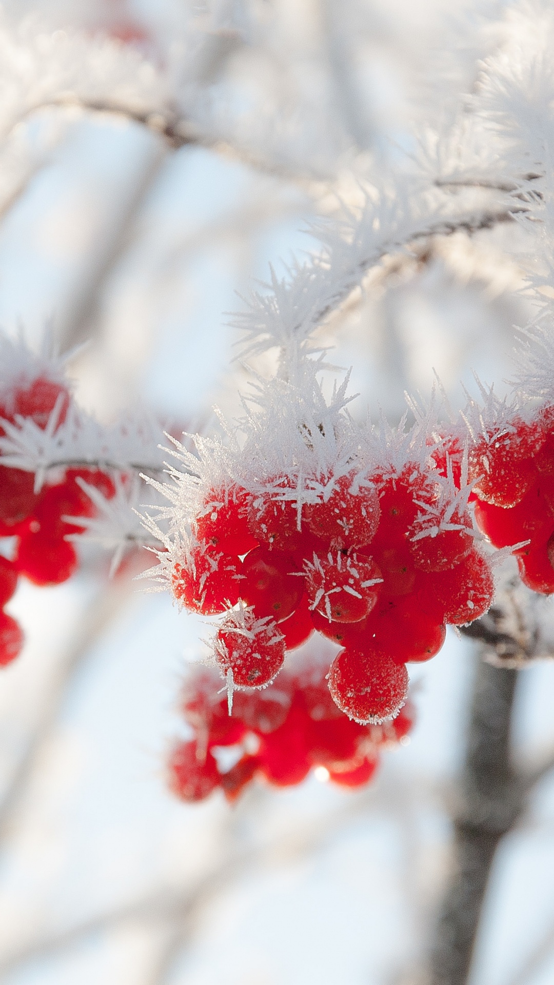 Обои зима, мороз, снег, цветок, прут в разрешении 1080x1920