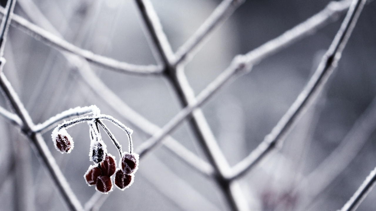 Обои подарок, Рождество, ветка в разрешении 1280x720