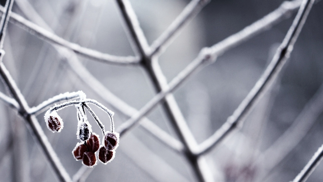 Обои подарок, Рождество, ветка в разрешении 1366x768