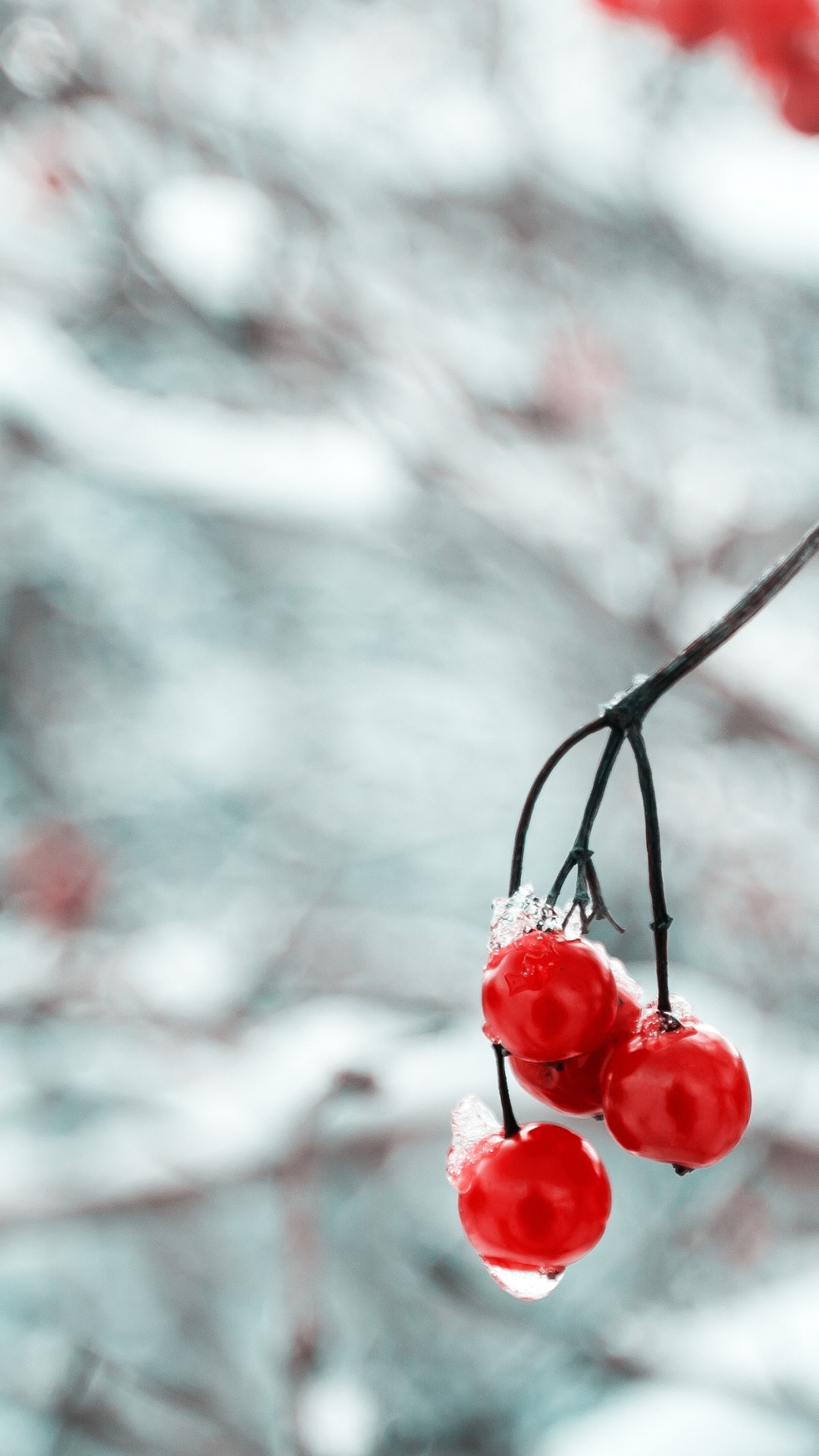 Обои яблоко, растение, природа, лист, ветвь в разрешении 1080x1920