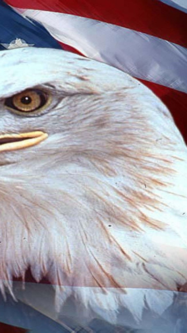 Обои Орел, флаг, флаг Соединенных Штатов, белоголовый Орлан, хищная птица в разрешении 720x1280