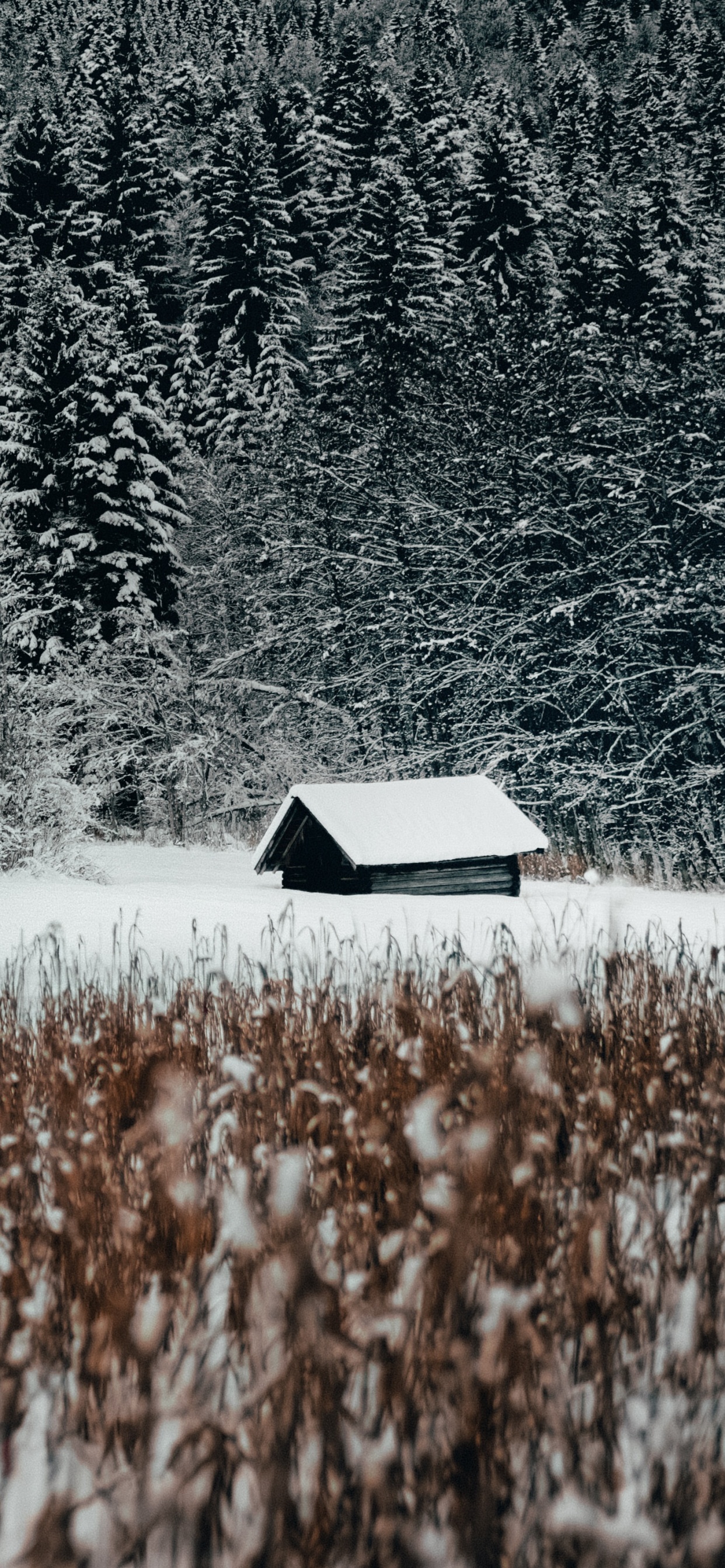 Обои семейство травы, снег, природный ландшафт, черный и белый, вода в разрешении 1242x2688