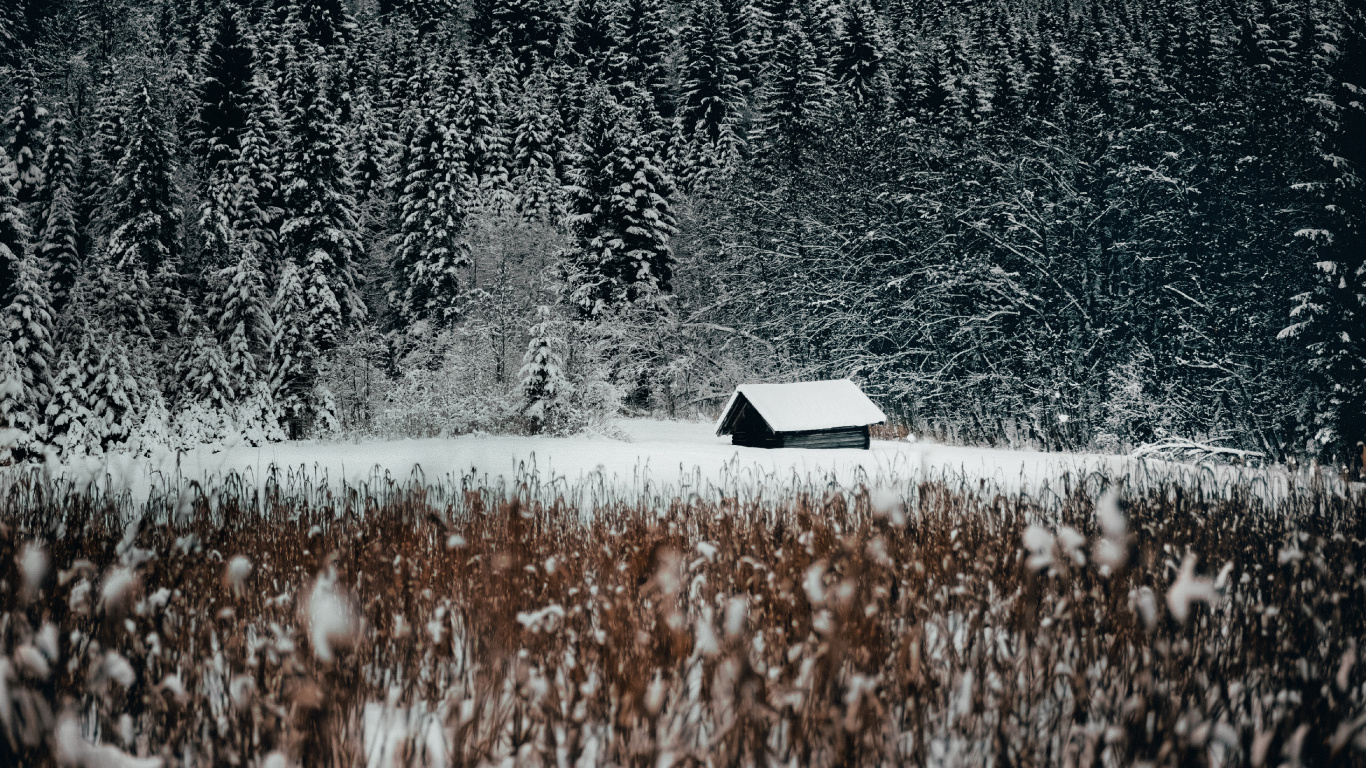 Обои семейство травы, снег, природный ландшафт, черный и белый, вода в разрешении 1366x768