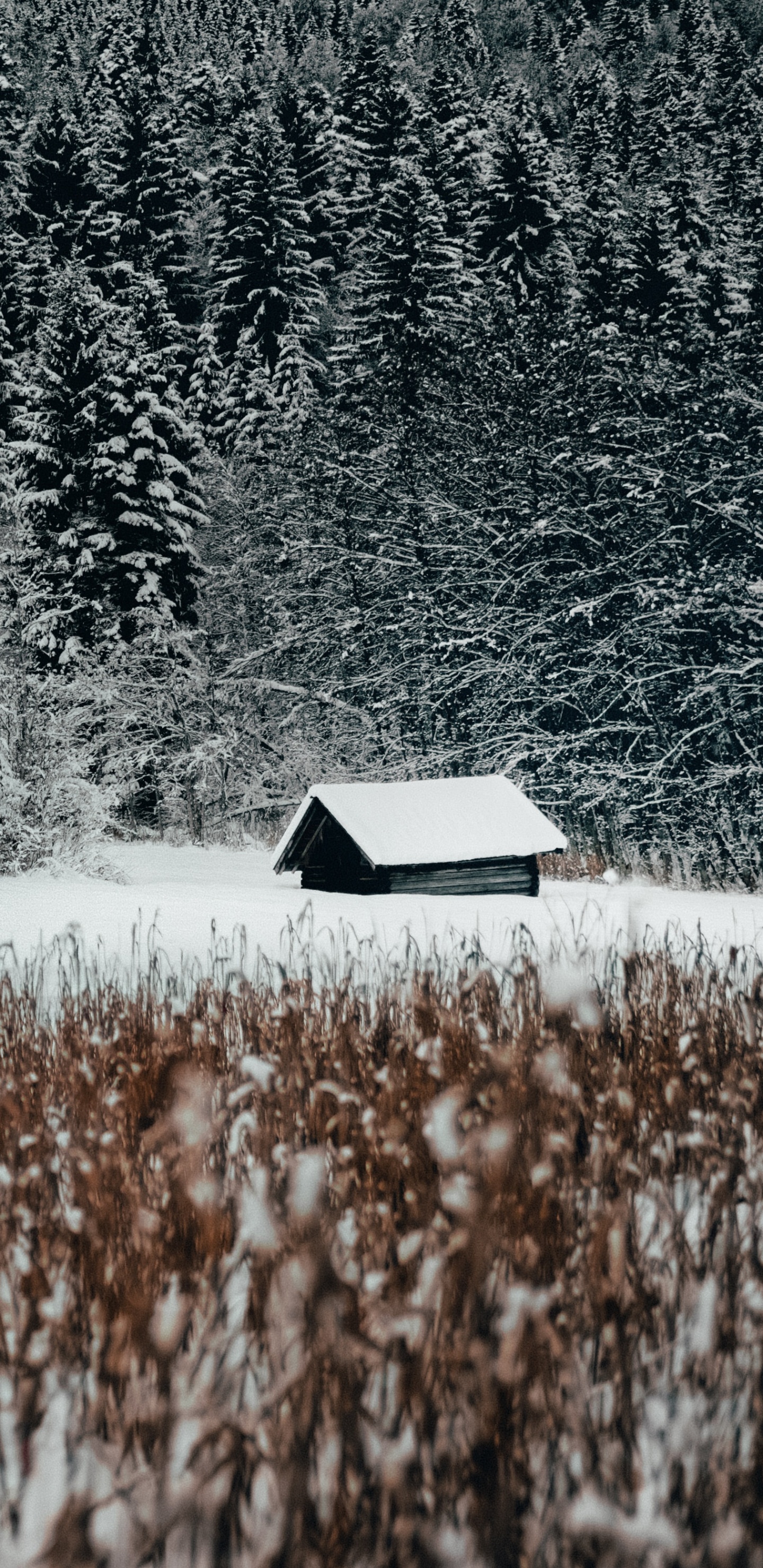 Обои семейство травы, снег, природный ландшафт, черный и белый, вода в разрешении 1440x2960