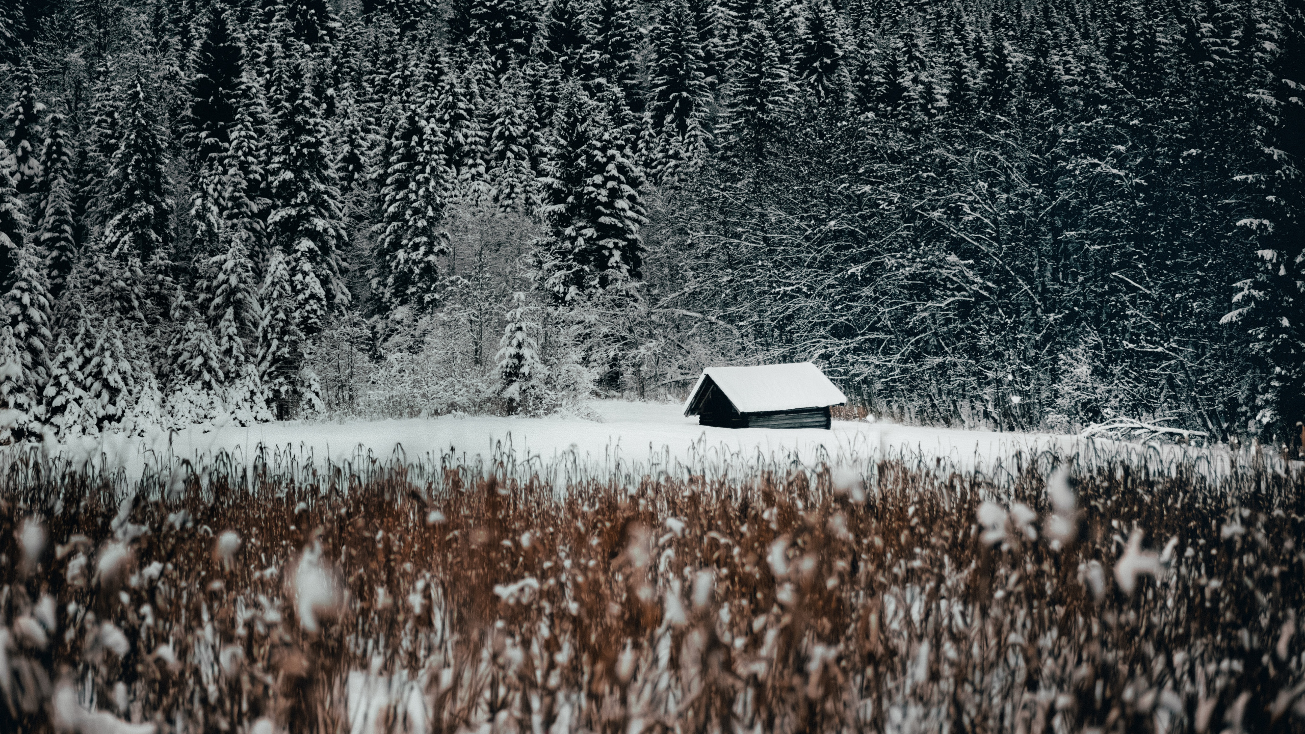 Обои семейство травы, снег, природный ландшафт, черный и белый, вода в разрешении 2560x1440