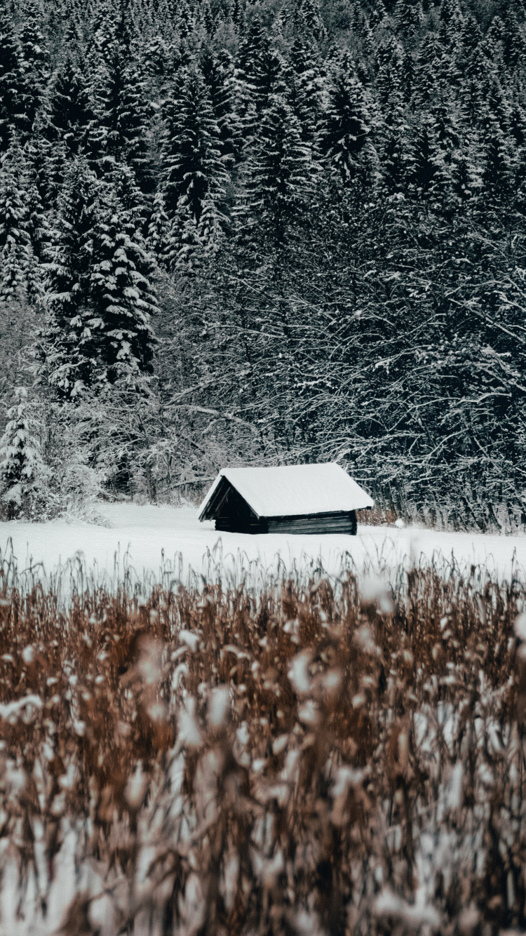 Обои семейство травы, снег, природный ландшафт, черный и белый, вода в разрешении 750x1334