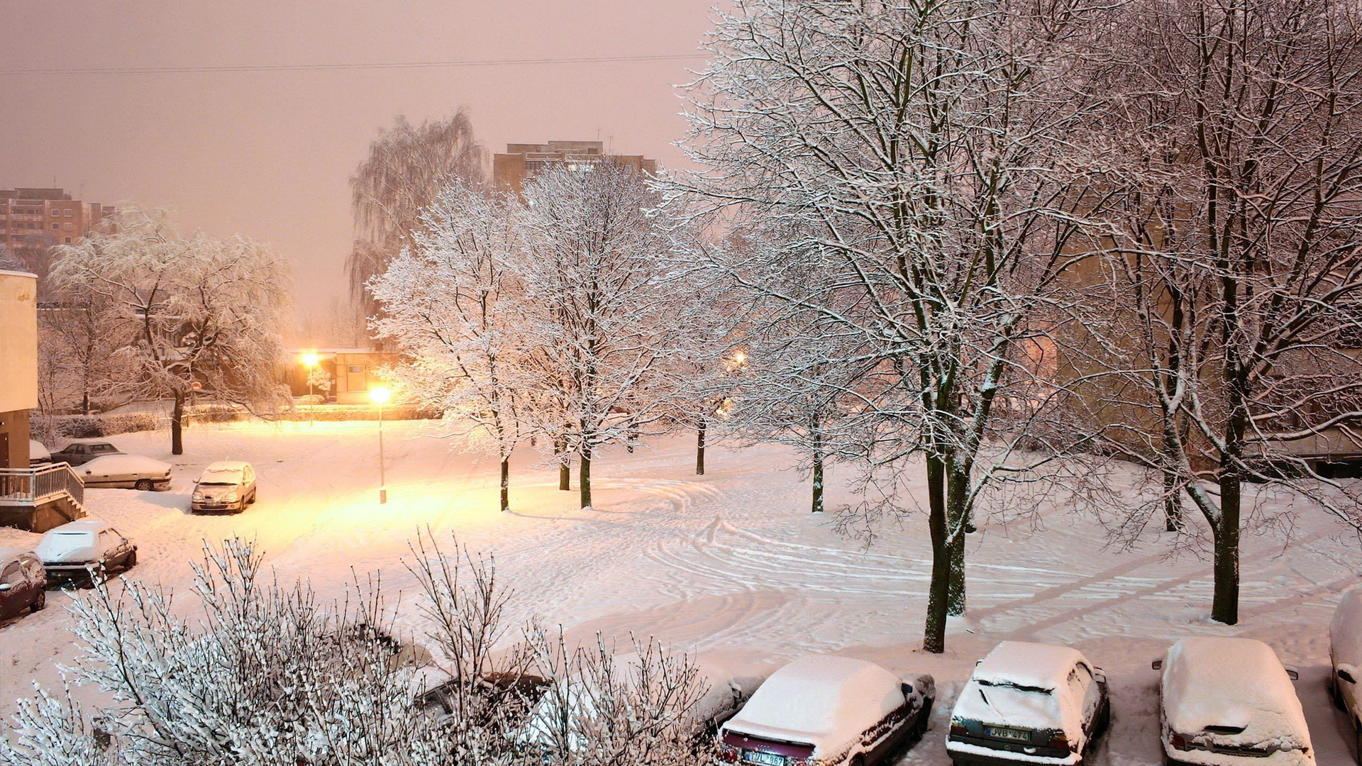 Обои снег, ночь, замораживание, дерево, утро в разрешении 1920x1080