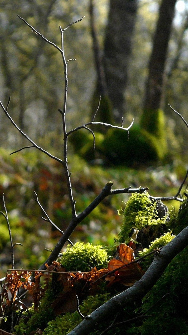 Обои ветвь, прут, лес, природа, дерево в разрешении 750x1334