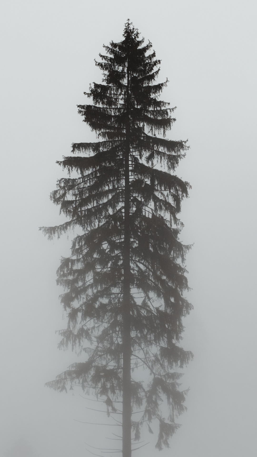 Обои Орегонской сосны, пихта, орнамент, белая сосна, Колорадо-ель в разрешении 1080x1920