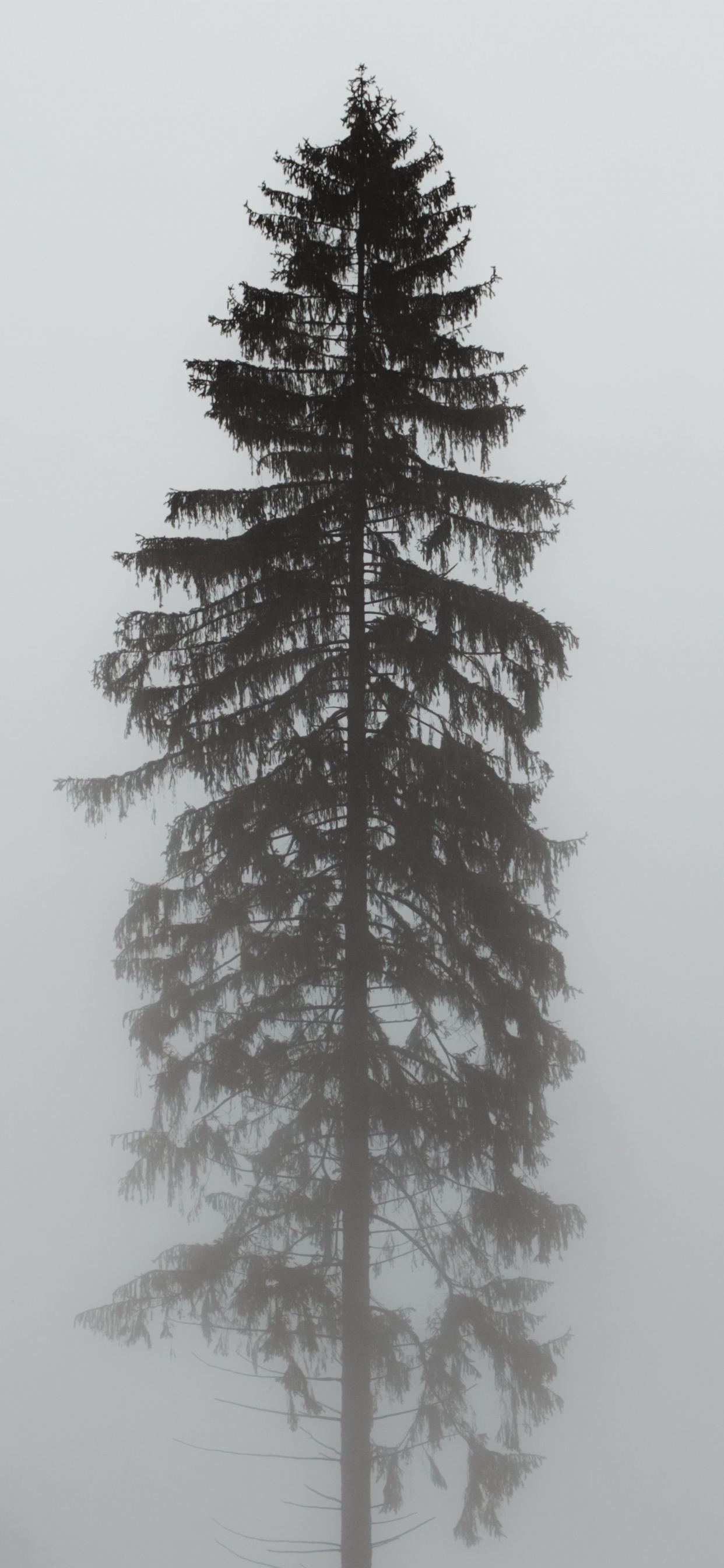 Обои Орегонской сосны, пихта, орнамент, белая сосна, Колорадо-ель в разрешении 1242x2688