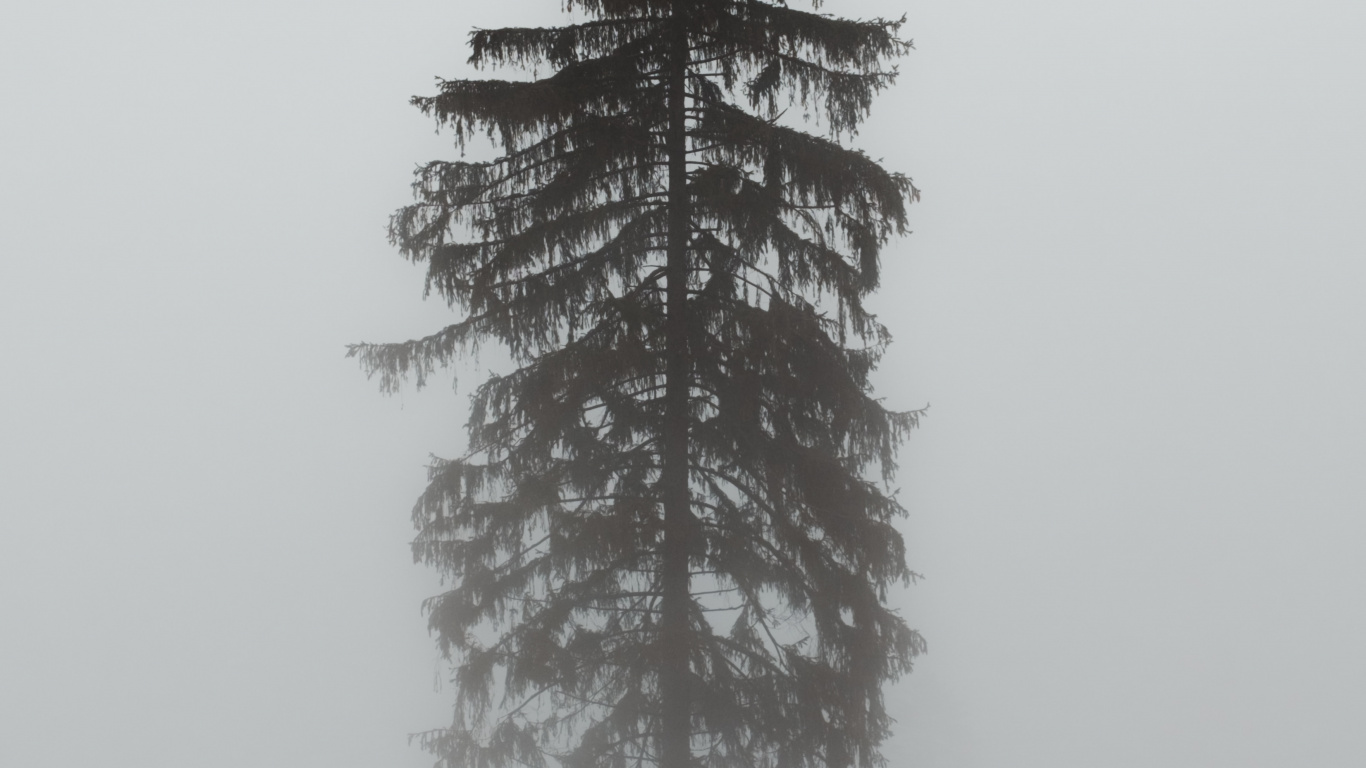 Обои Орегонской сосны, пихта, орнамент, белая сосна, Колорадо-ель в разрешении 1366x768