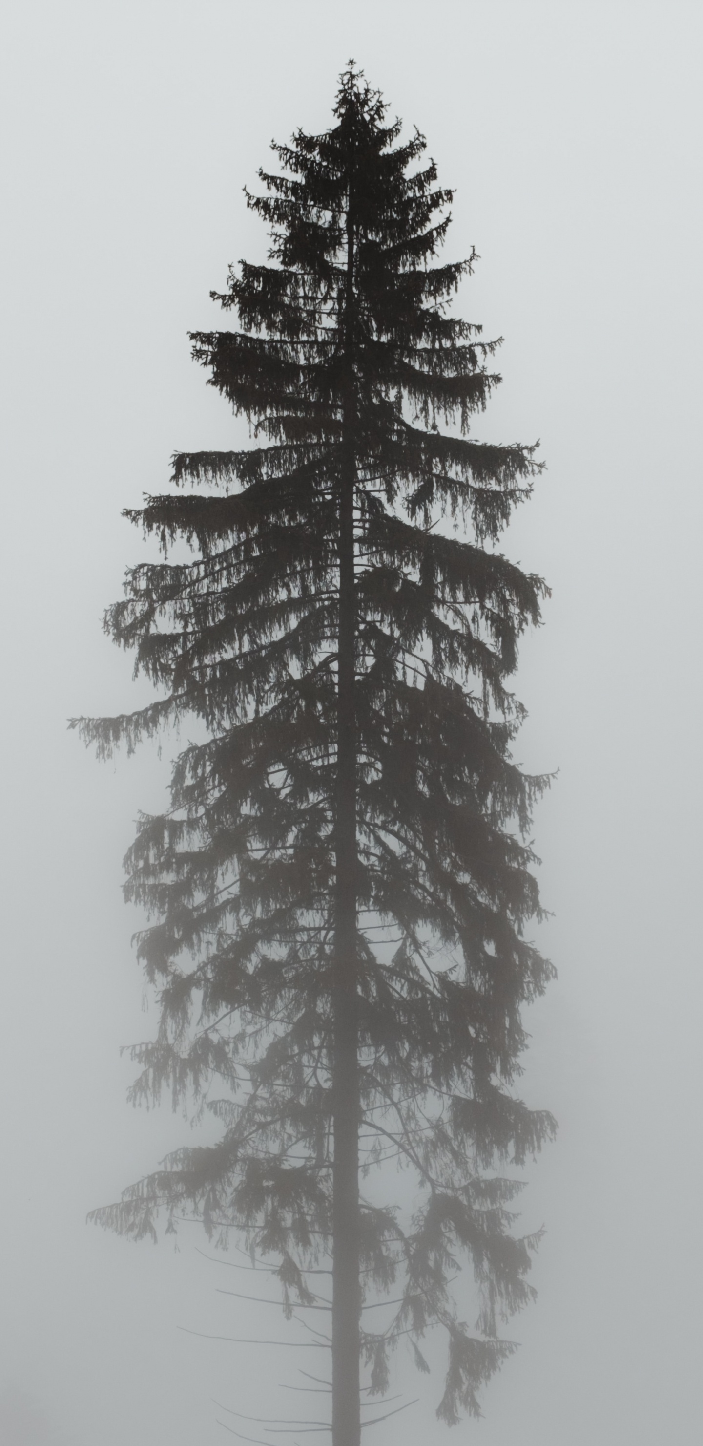 Обои Орегонской сосны, пихта, орнамент, белая сосна, Колорадо-ель в разрешении 1440x2960