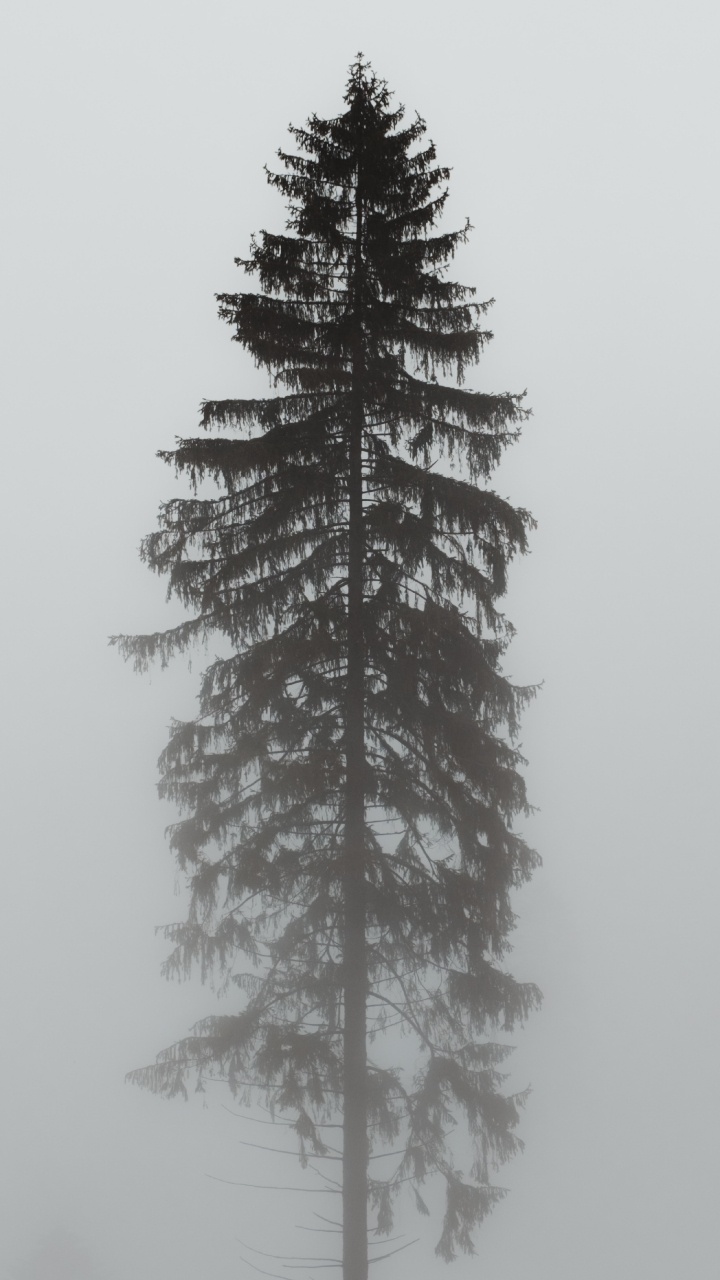 Обои Орегонской сосны, пихта, орнамент, белая сосна, Колорадо-ель в разрешении 720x1280