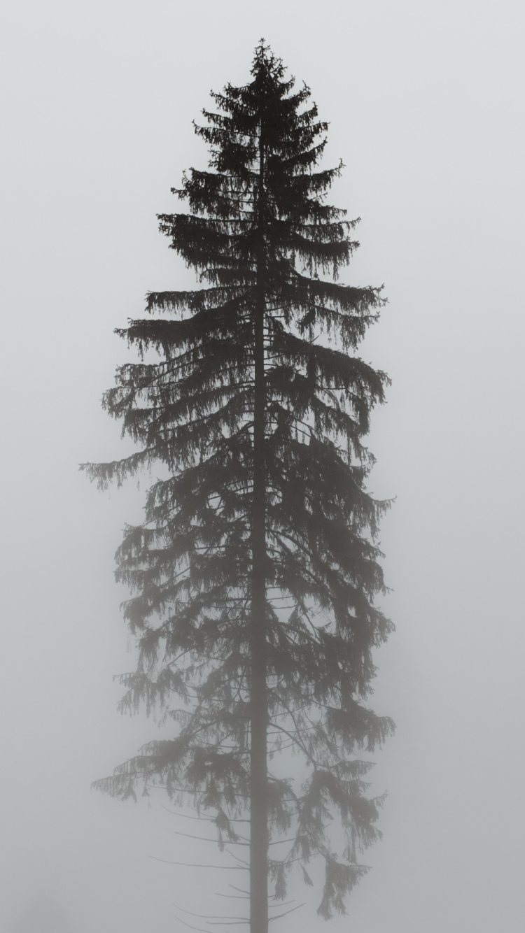 Обои Орегонской сосны, пихта, орнамент, белая сосна, Колорадо-ель в разрешении 750x1334