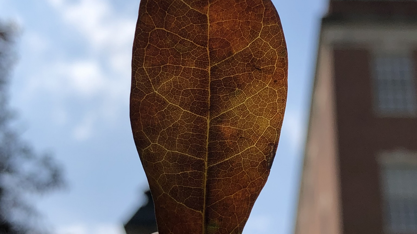 Обои биология, наука, коричневый цвет, палец, лист в разрешении 1366x768