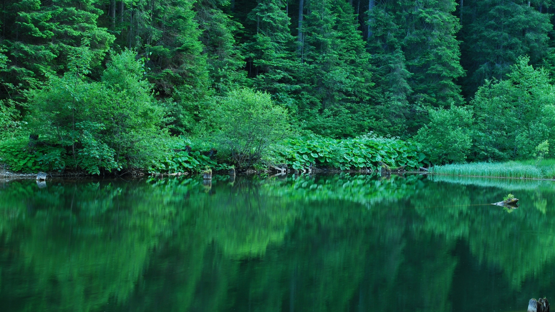 Обои зеленый, природа, вода, отражение, растительность в разрешении 1920x1080